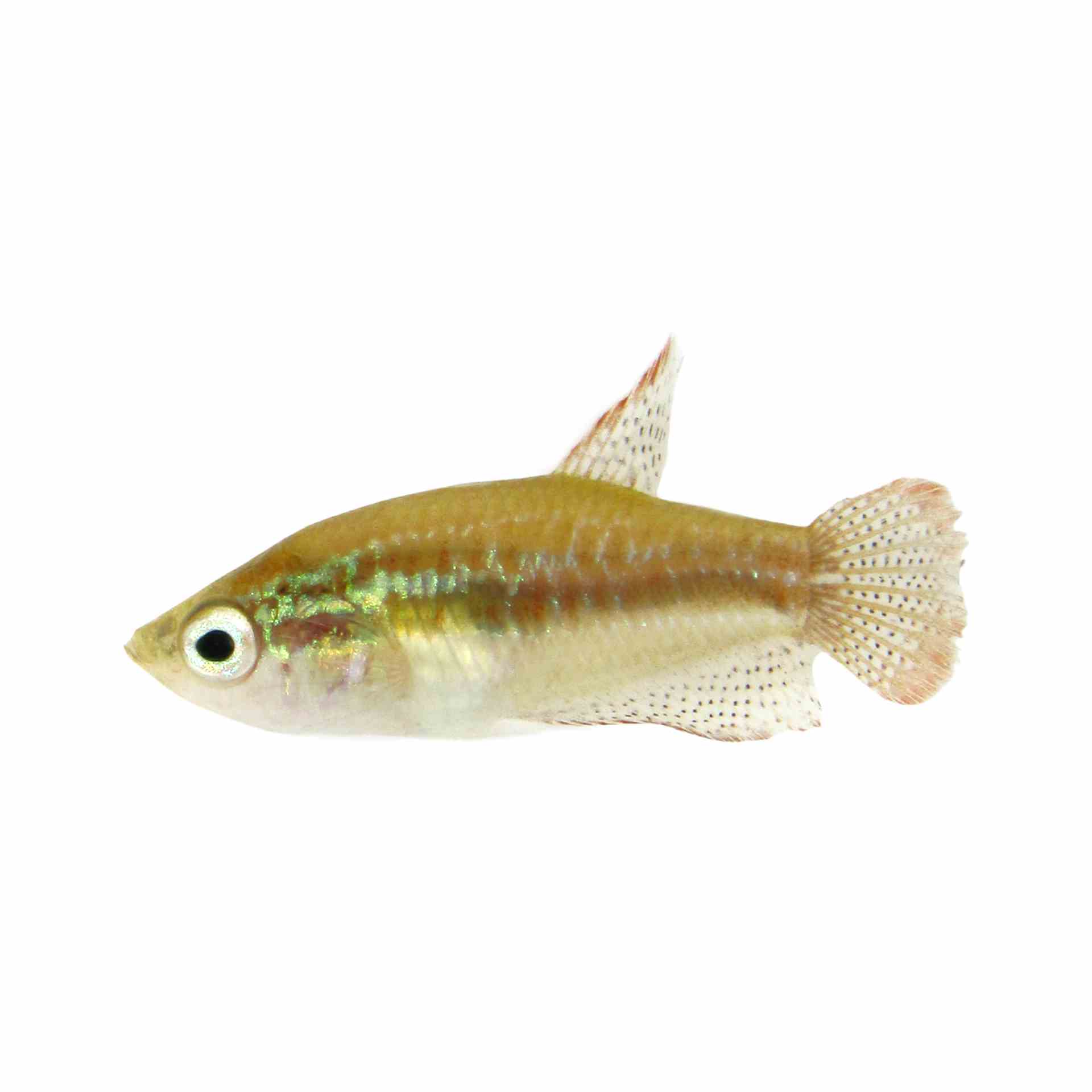 Sparkling Gourami (2.5cm)