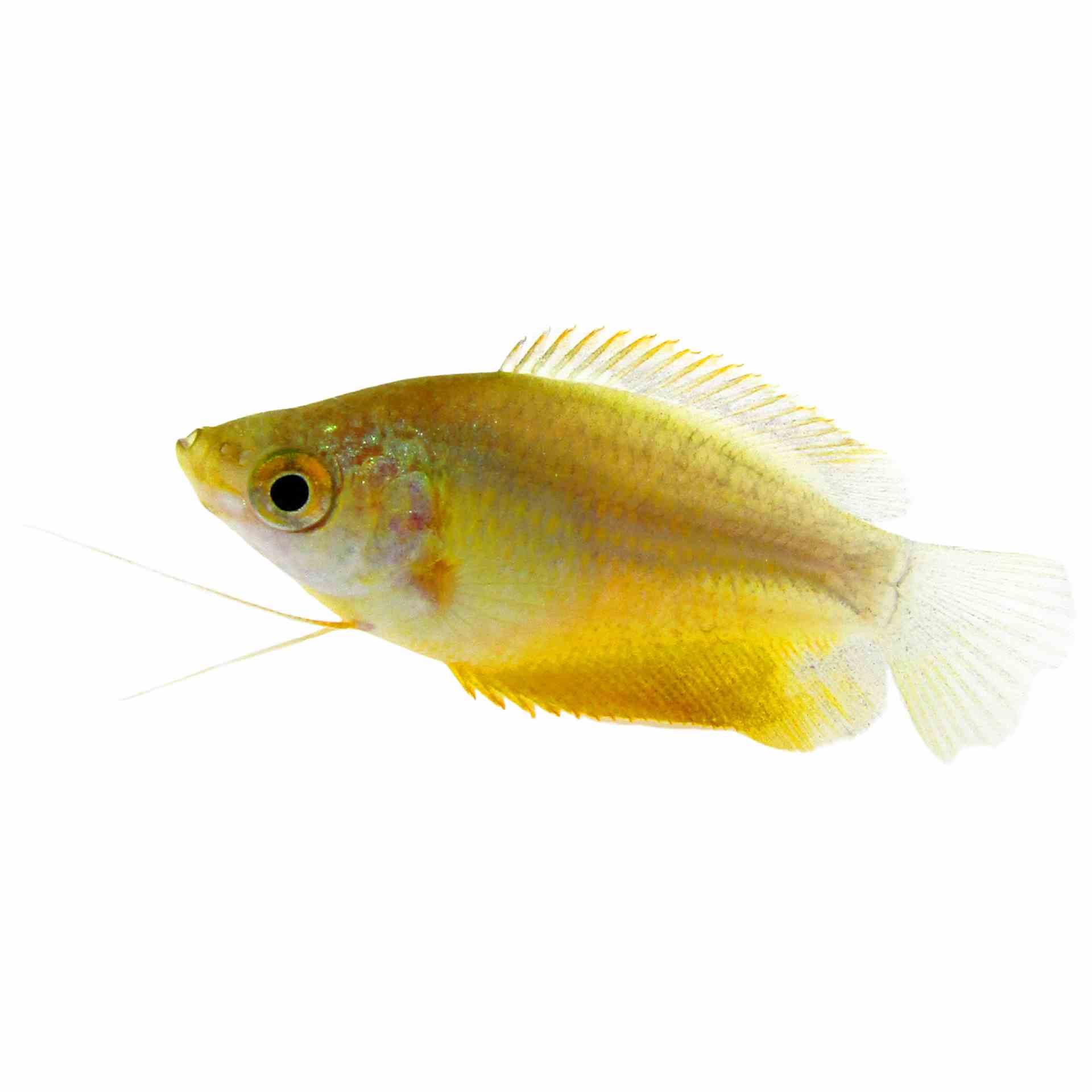 Thicklip Gourami - Bronze (5cm)