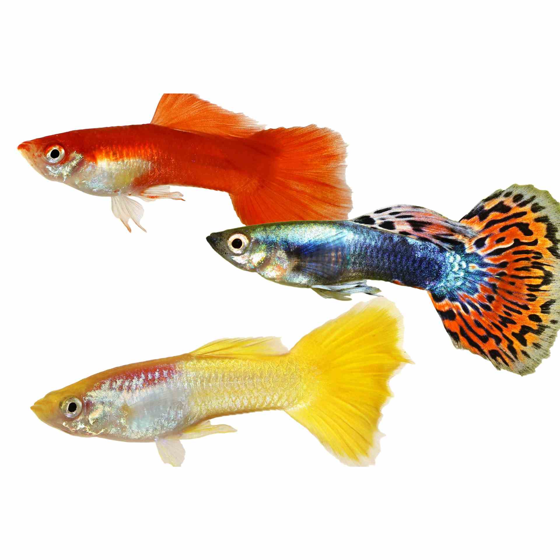 Guppy Male Assorted (3-4cm) (3.5cm)