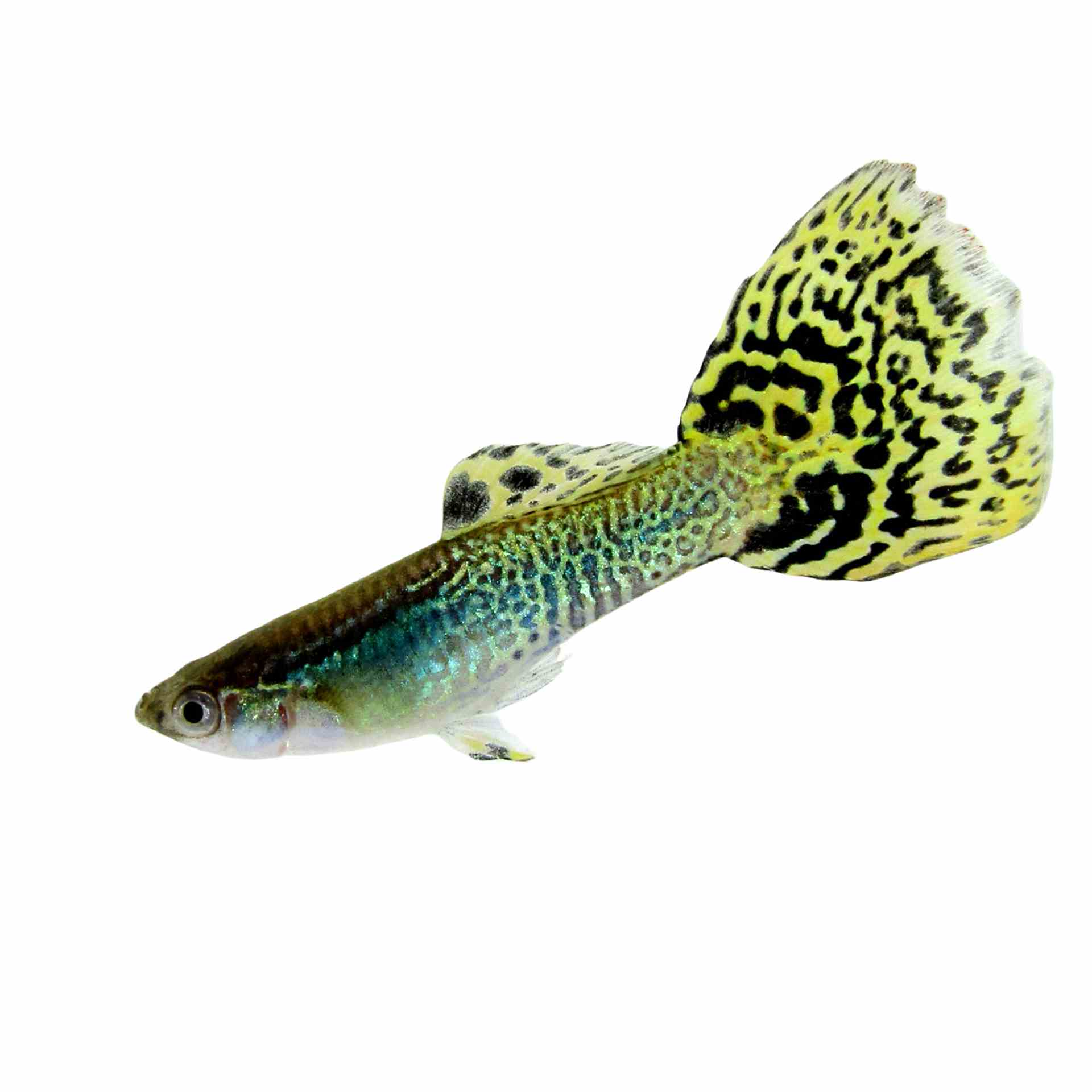 Guppy Male Green Cobra (3-4cm) (3.5cm)