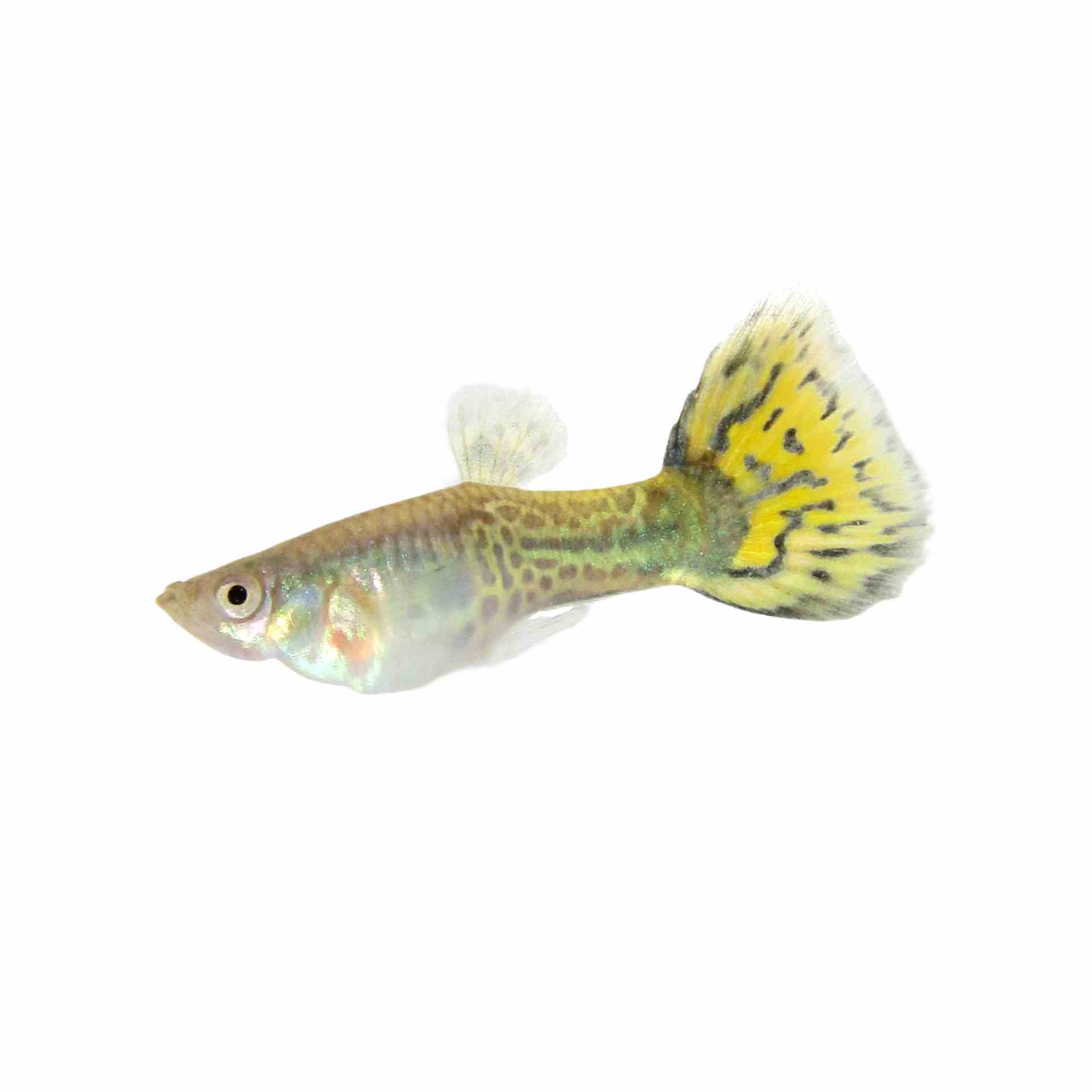 Guppy Male Cobra Leopardtail (3-4cm) (3.5cm)