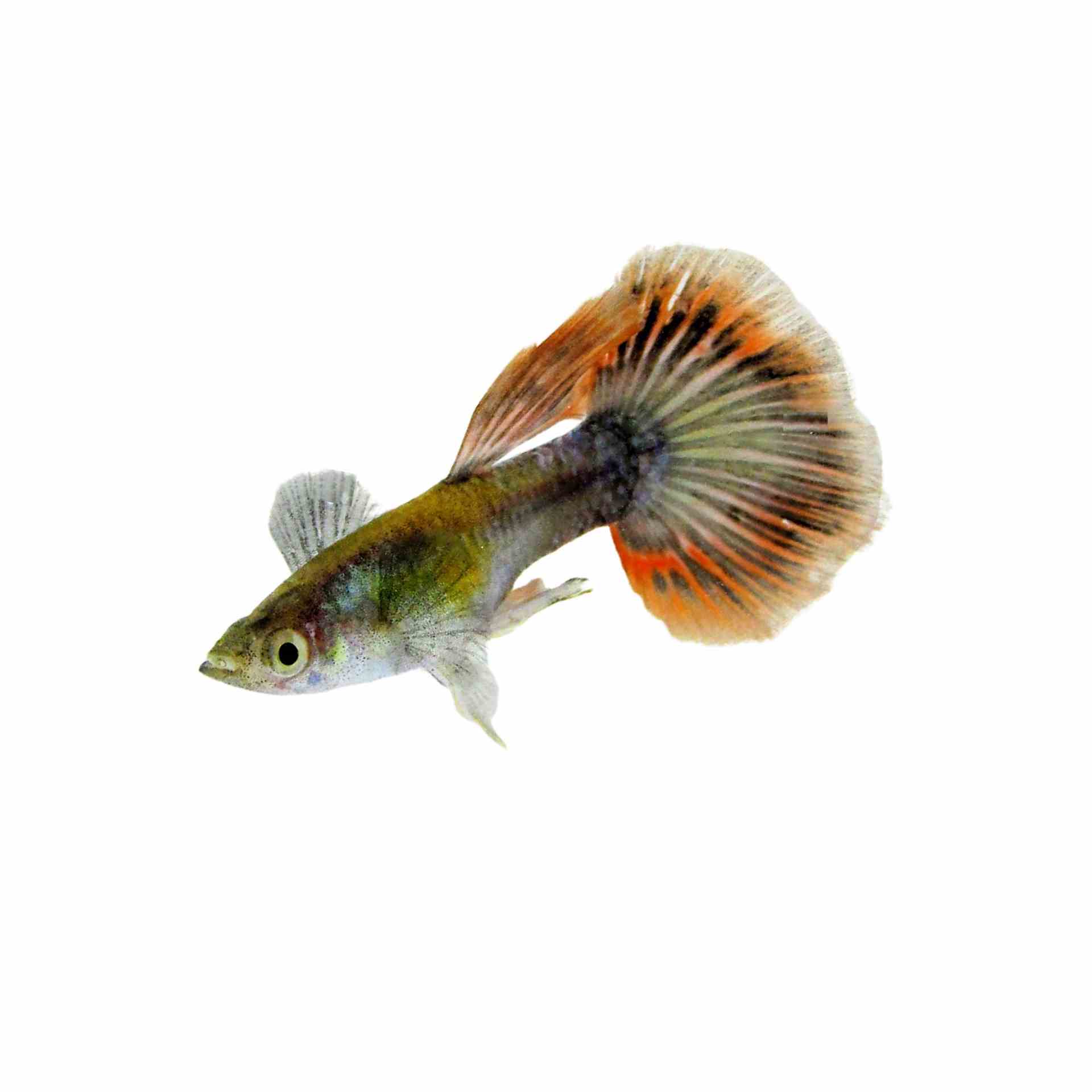 Guppy Male Elephant Ear Gold 24k (3-4cm) (3.5cm)