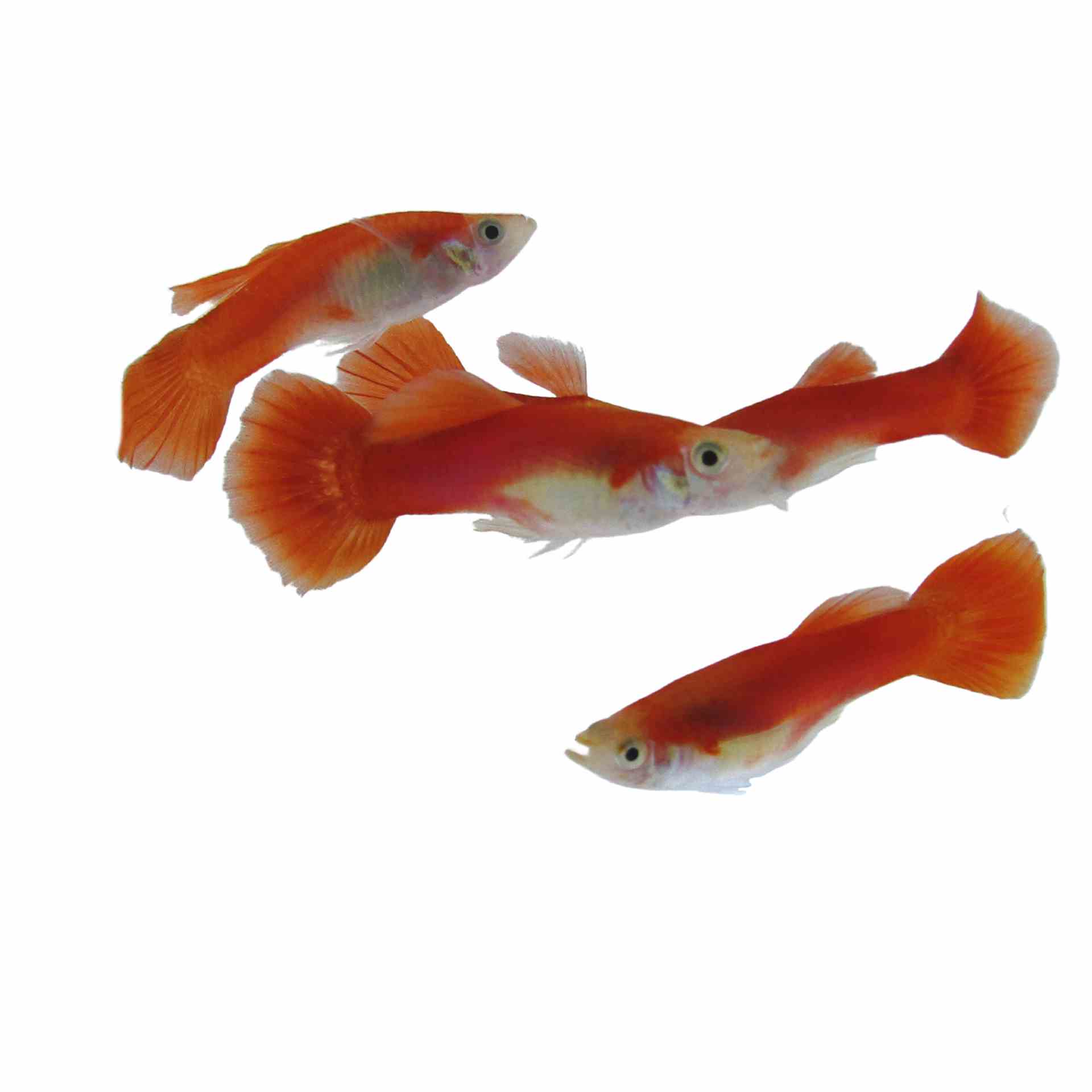 Guppy Male Red Flamingo (3-4cm) (3.5cm)