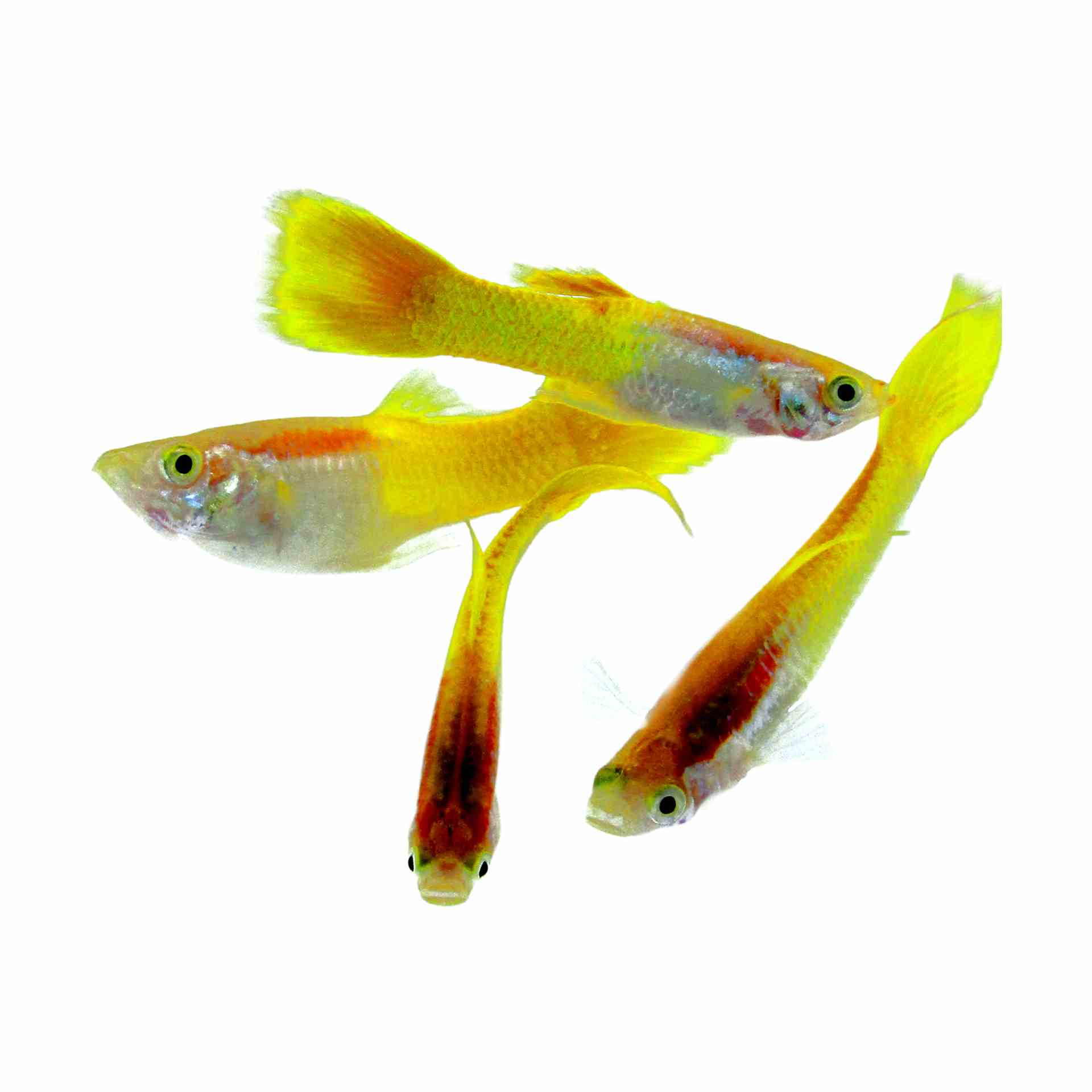 Guppy Male Metallic Yellow (3-4cm) (3.5cm)