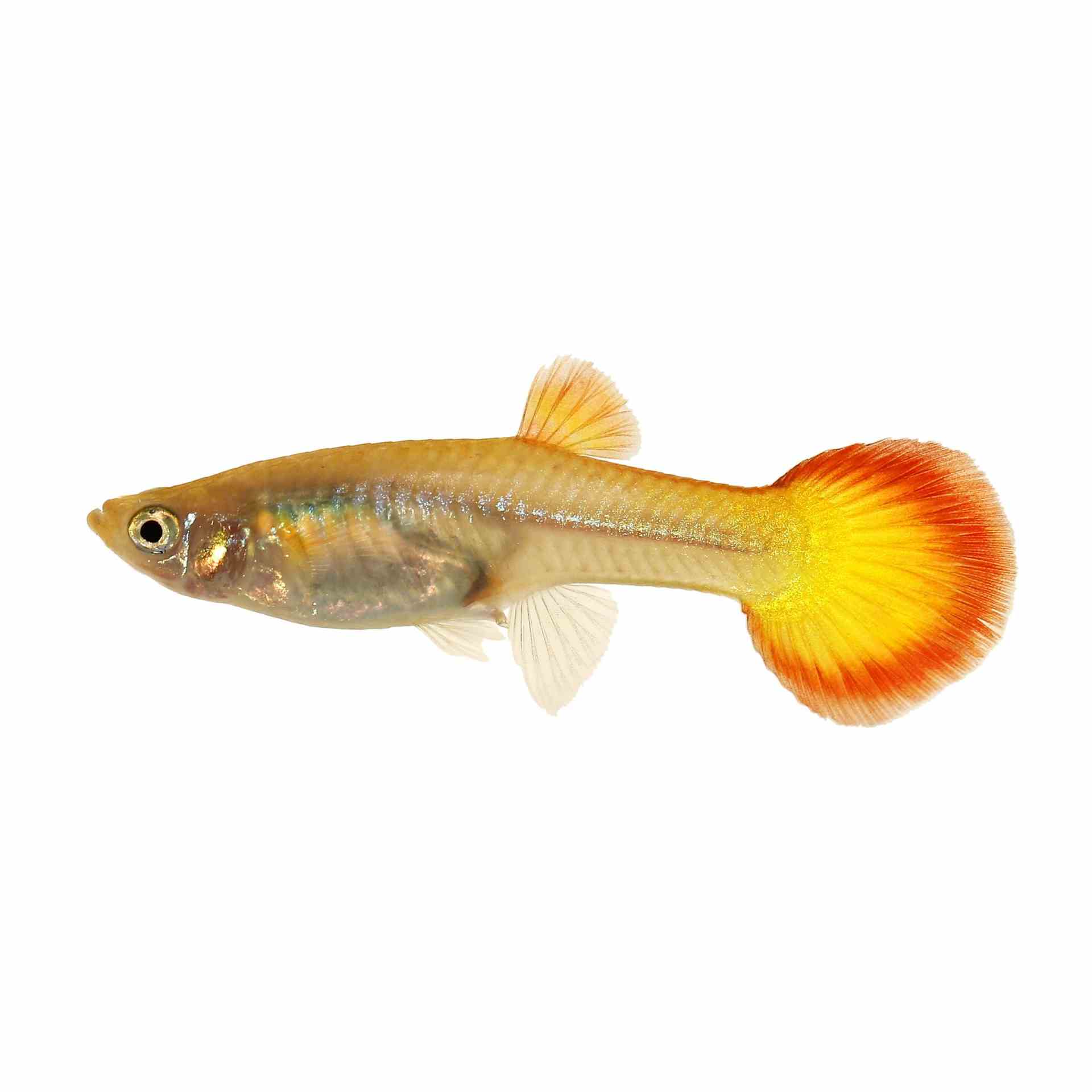 Guppy Female Assorted (3-4cm) (3.5cm)