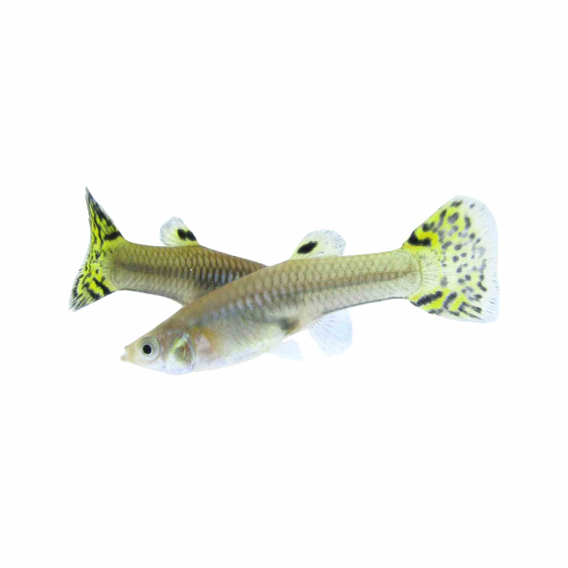 Guppy Female Cobra Green (3-4cm) (3.5cm)