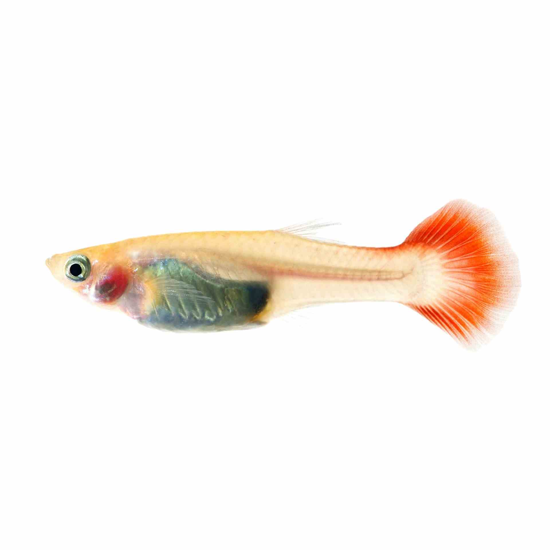 Guppy Female Redtail (3-4cm) (3.5cm)