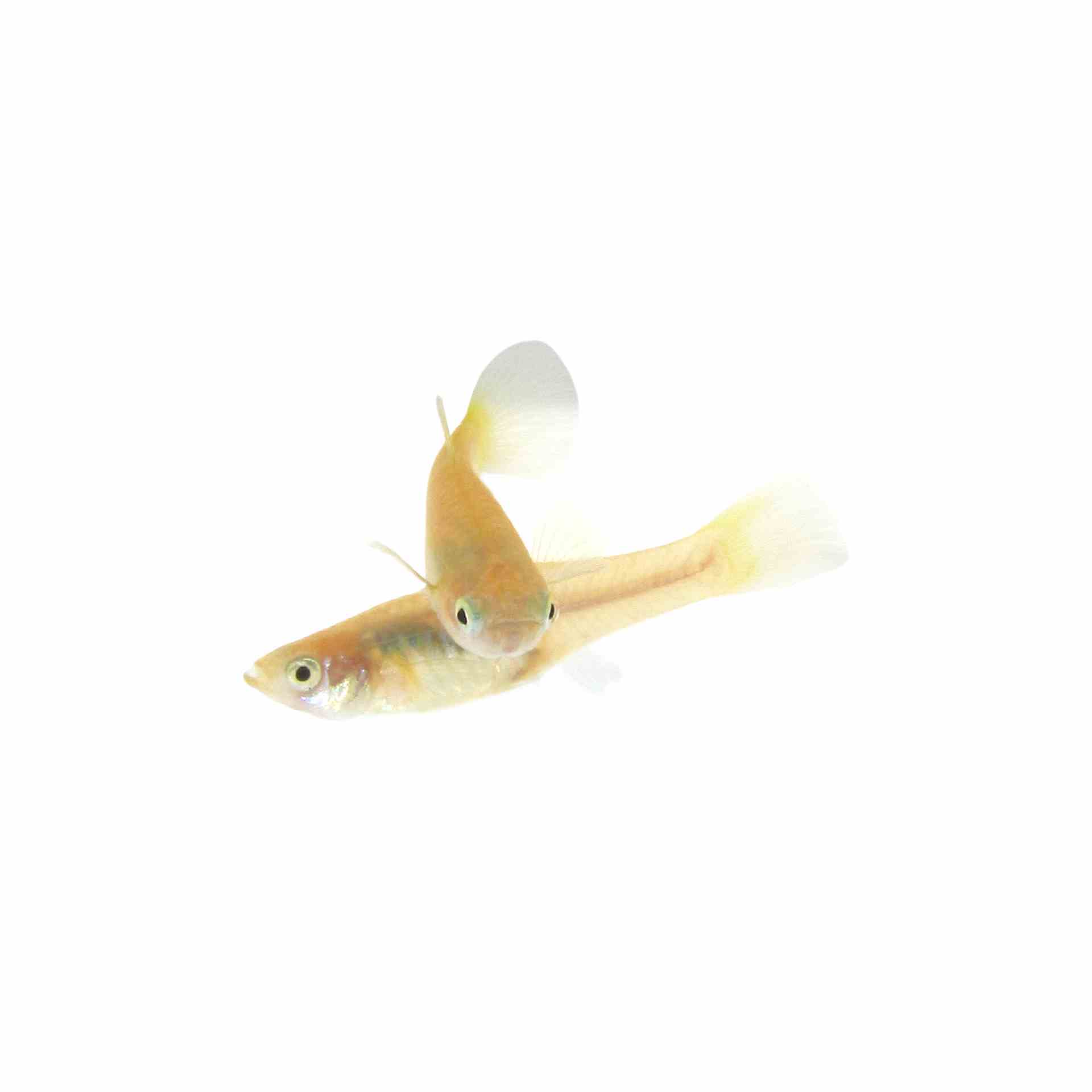 Guppy Female Yellowtail (3-4cm) (3.5cm)