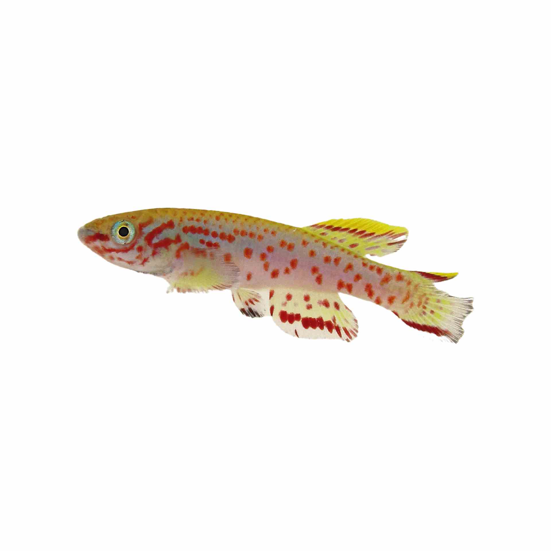 Aphyosemion Gardneri (3.5cm)