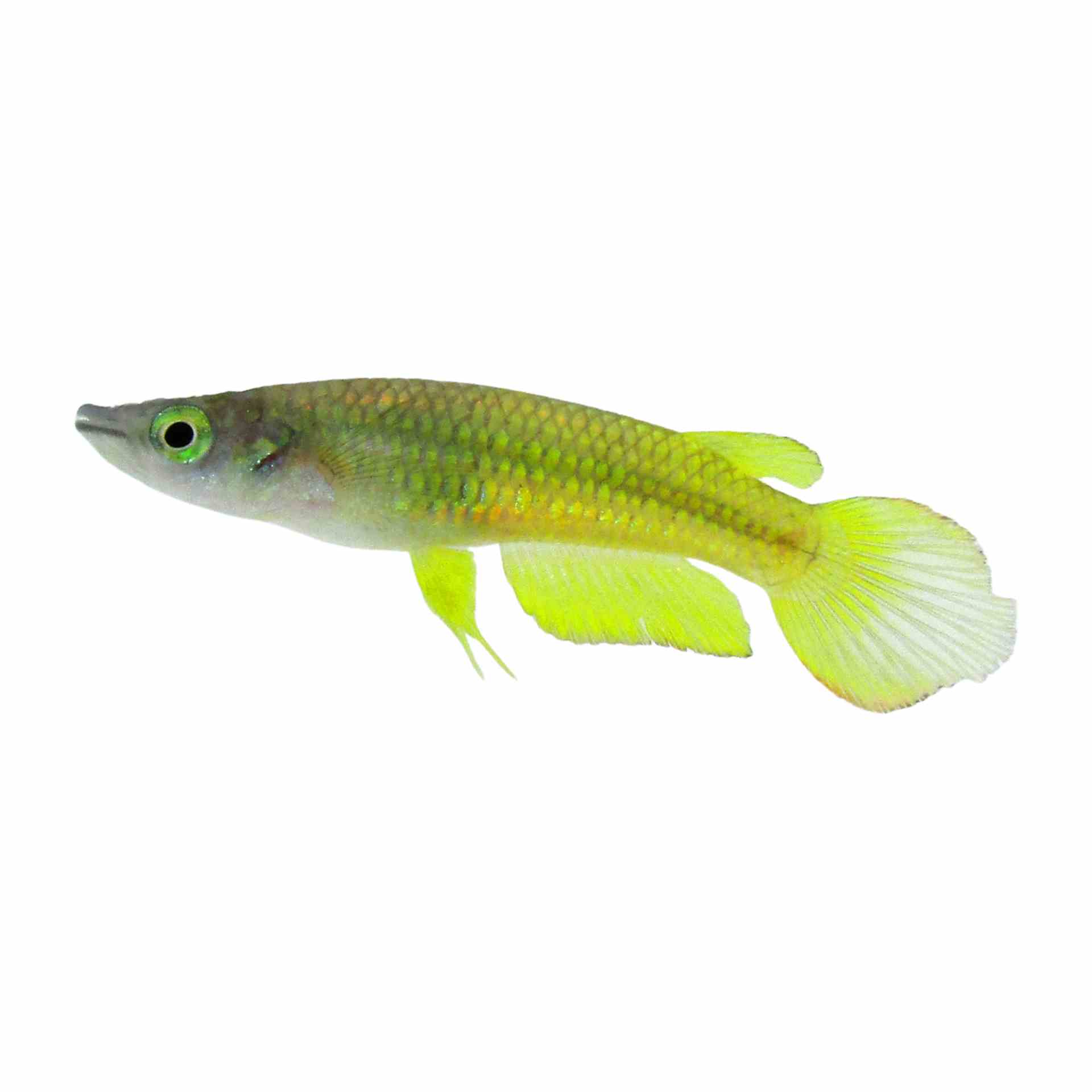 Panchax Giant Gold (4cm)