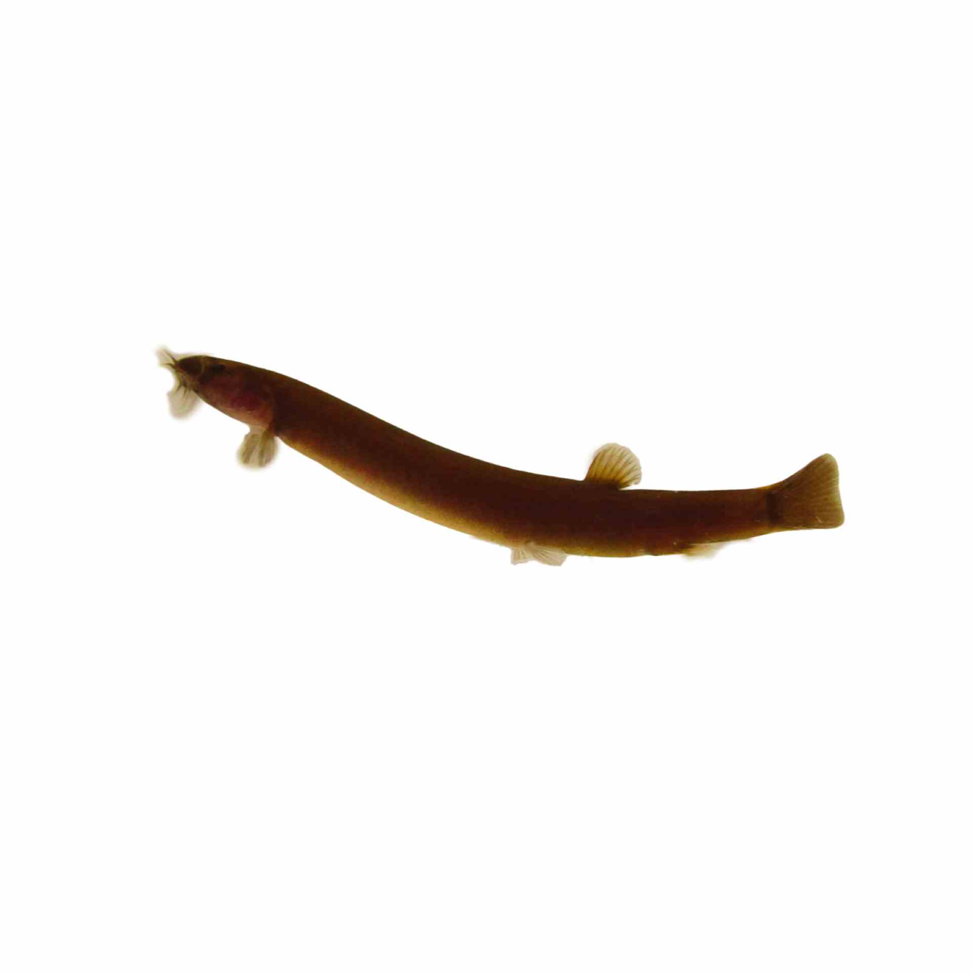 Kuhlii Loach - Black (5cm)