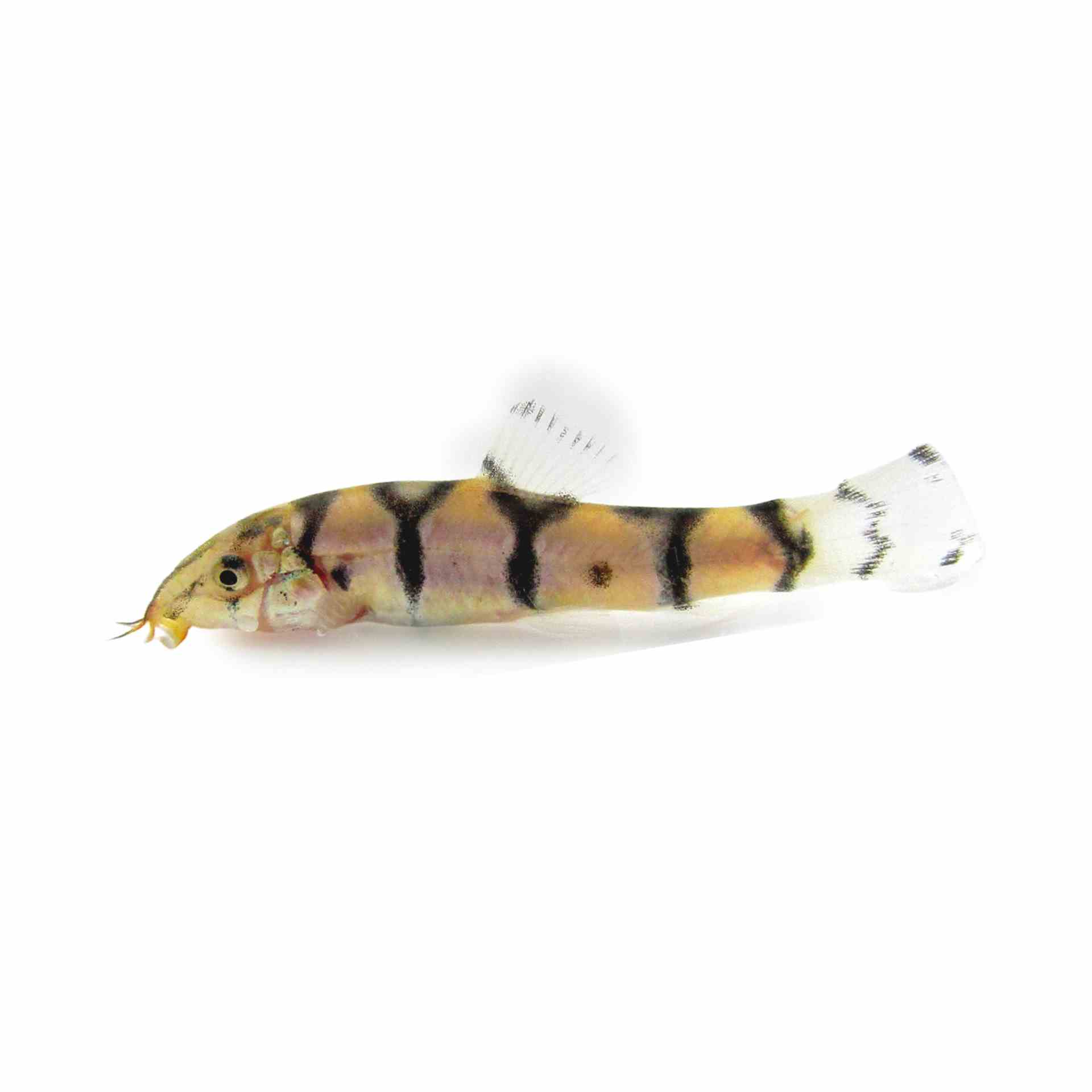 Reticulate Loach (4cm)