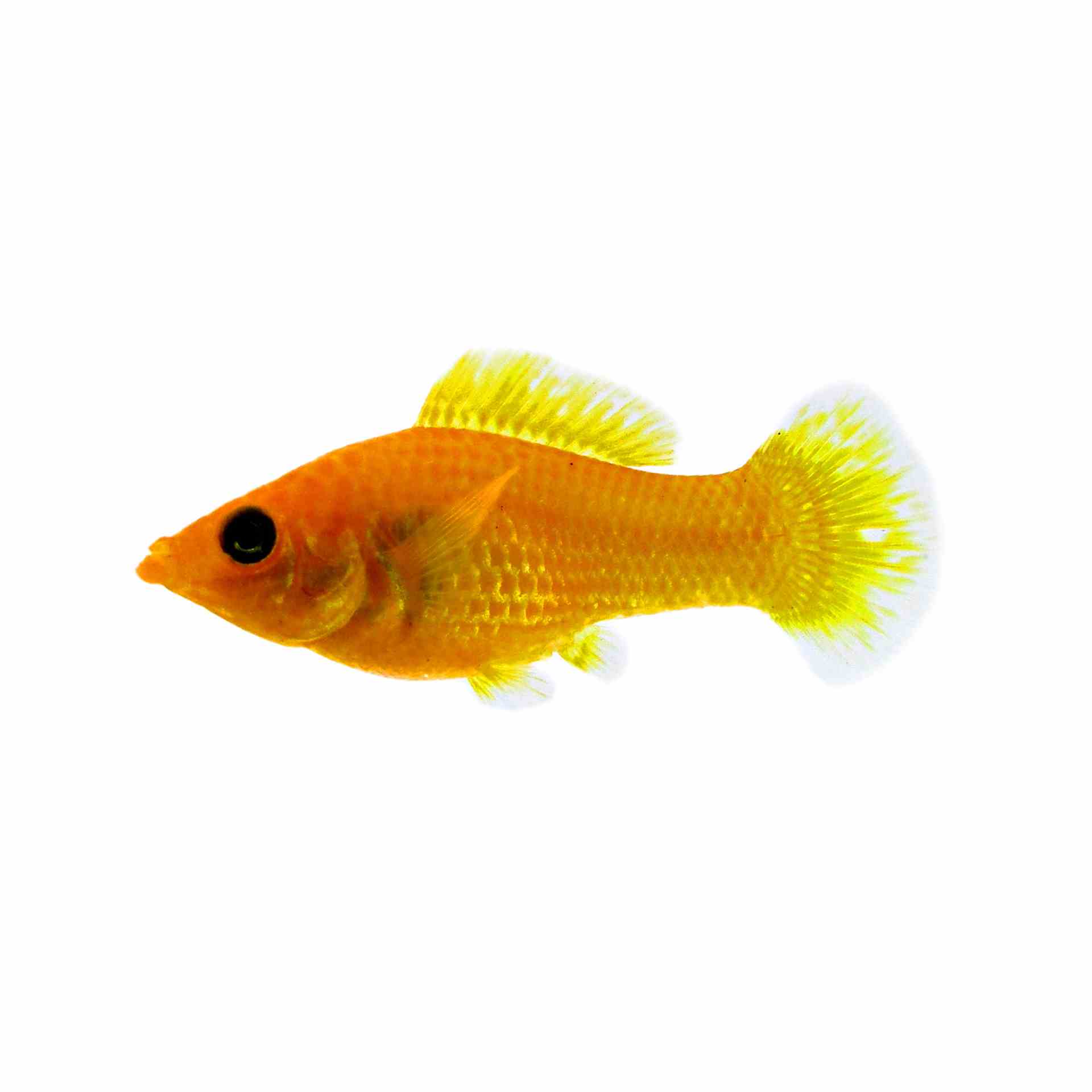 Saffron (orange) Molly (5cm)