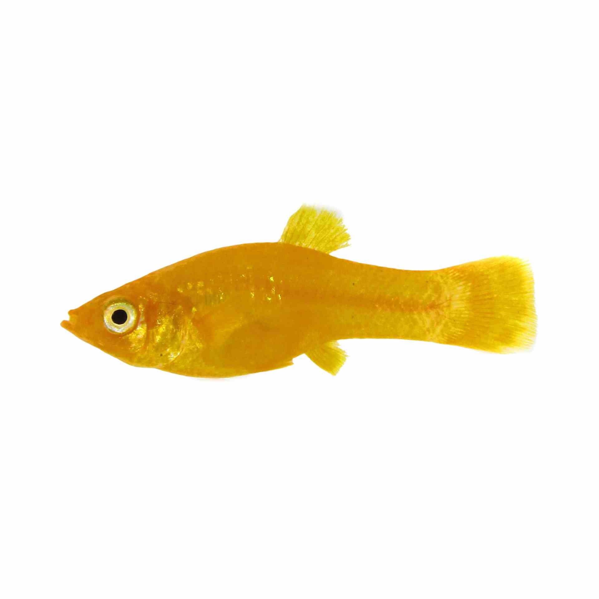 Freshwater Molly - Golden (3.5cm)