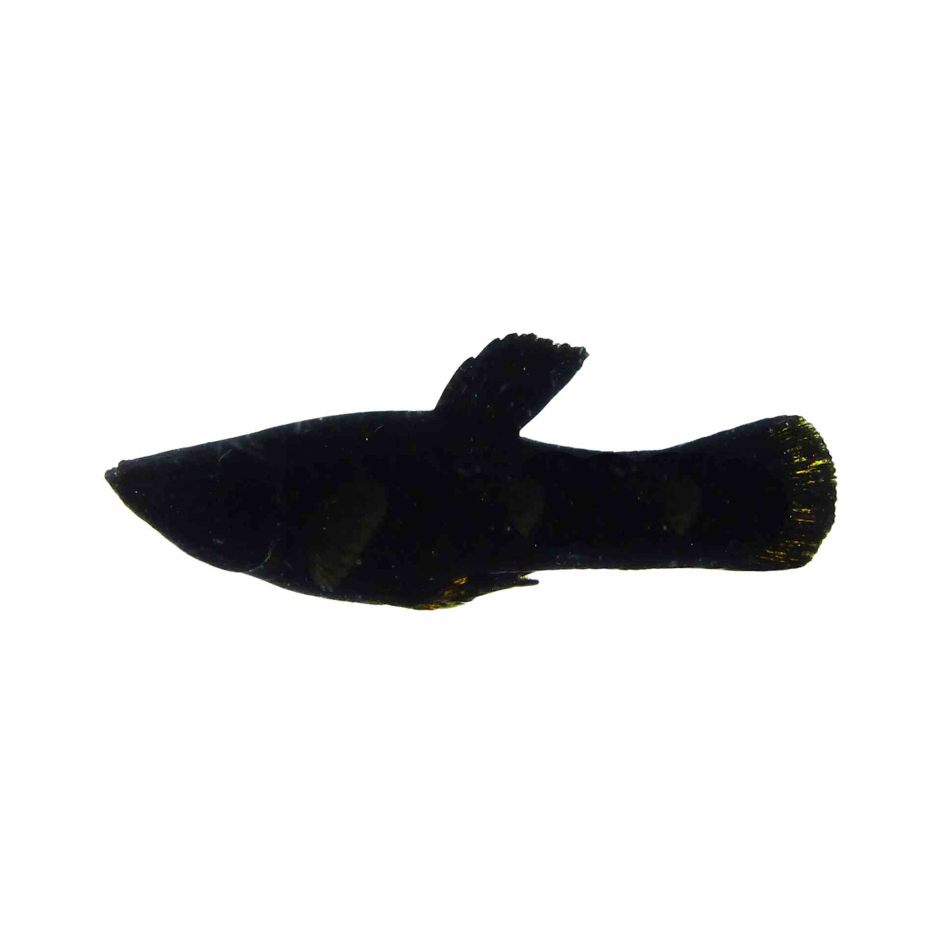 Freshwater Molly - Black (3.5cm)