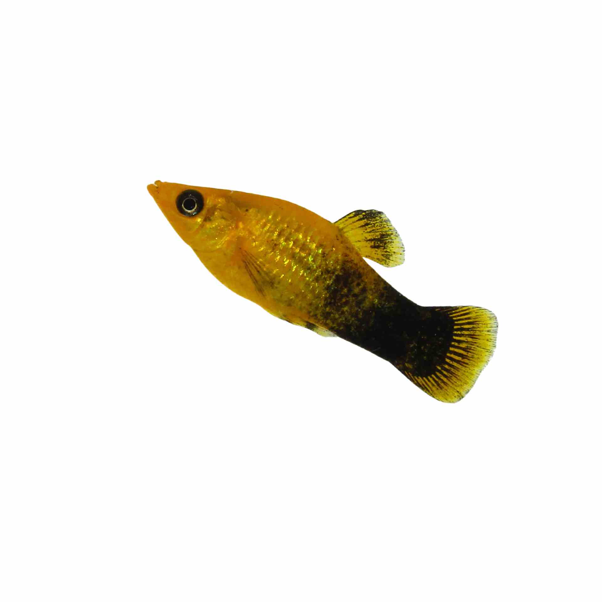 Freshwater Molly - Gold Dust (3.5cm)