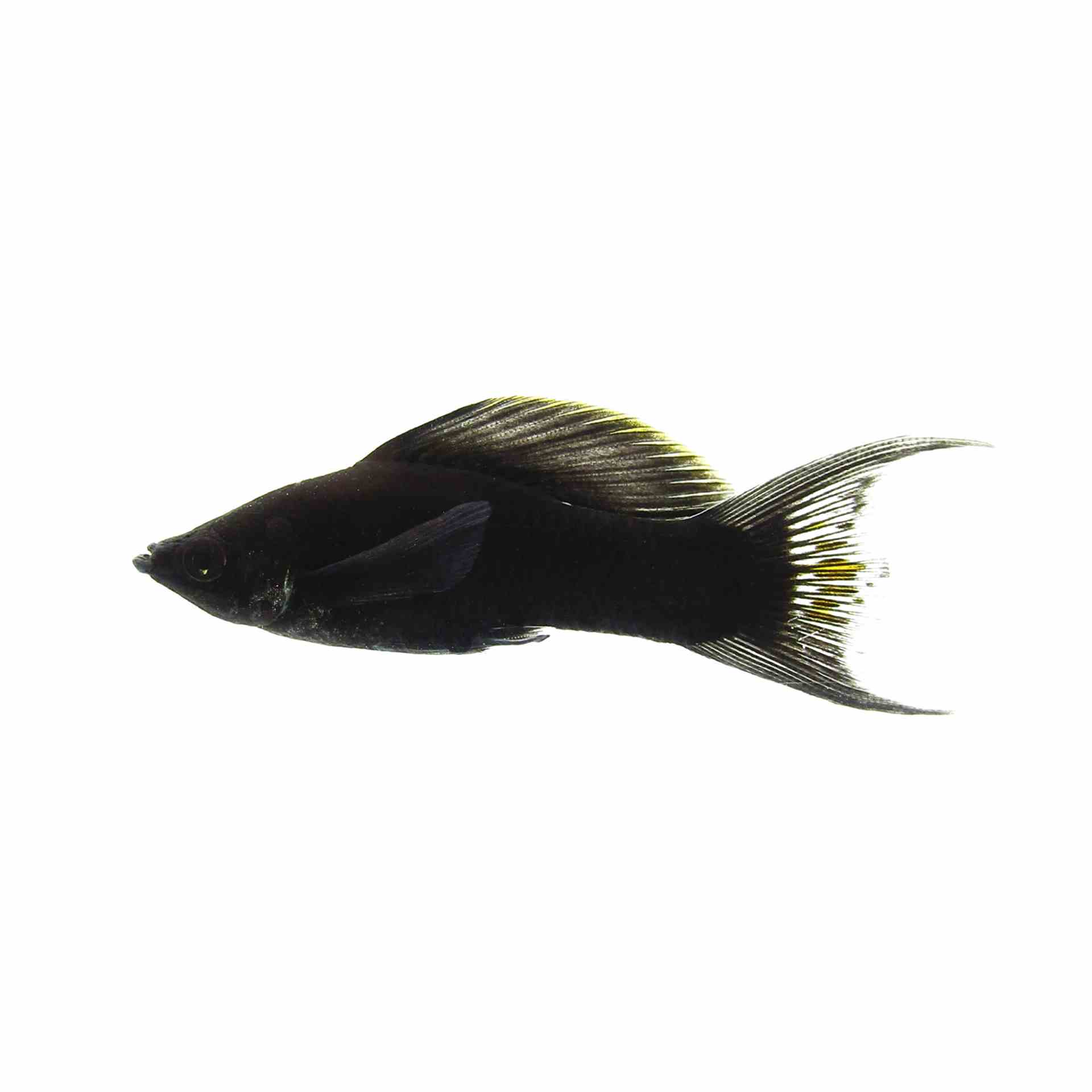 L.t Black Molly (5.5cm)