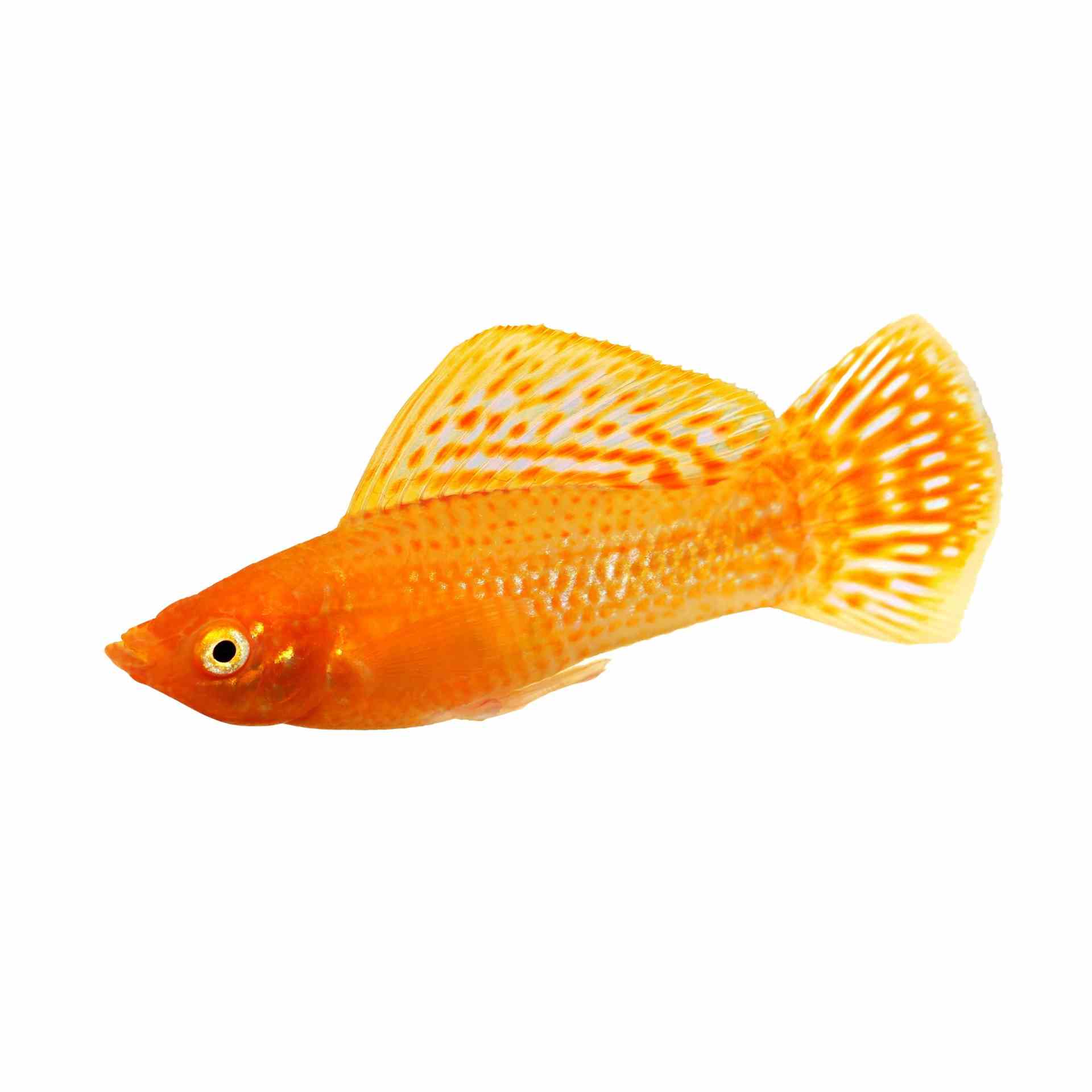 S.f Assorted Molly Male (6.5cm)