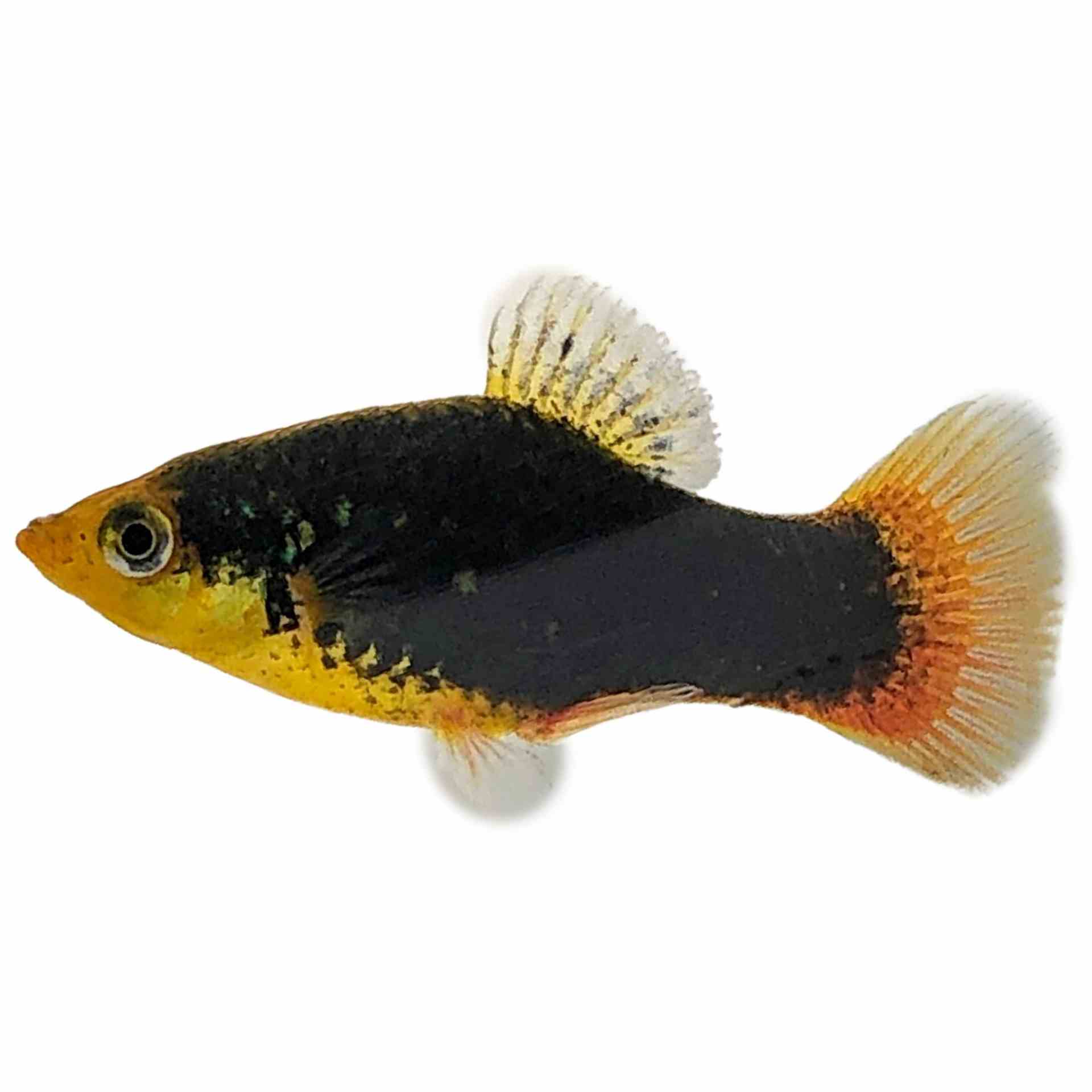 Black Platy (4cm)