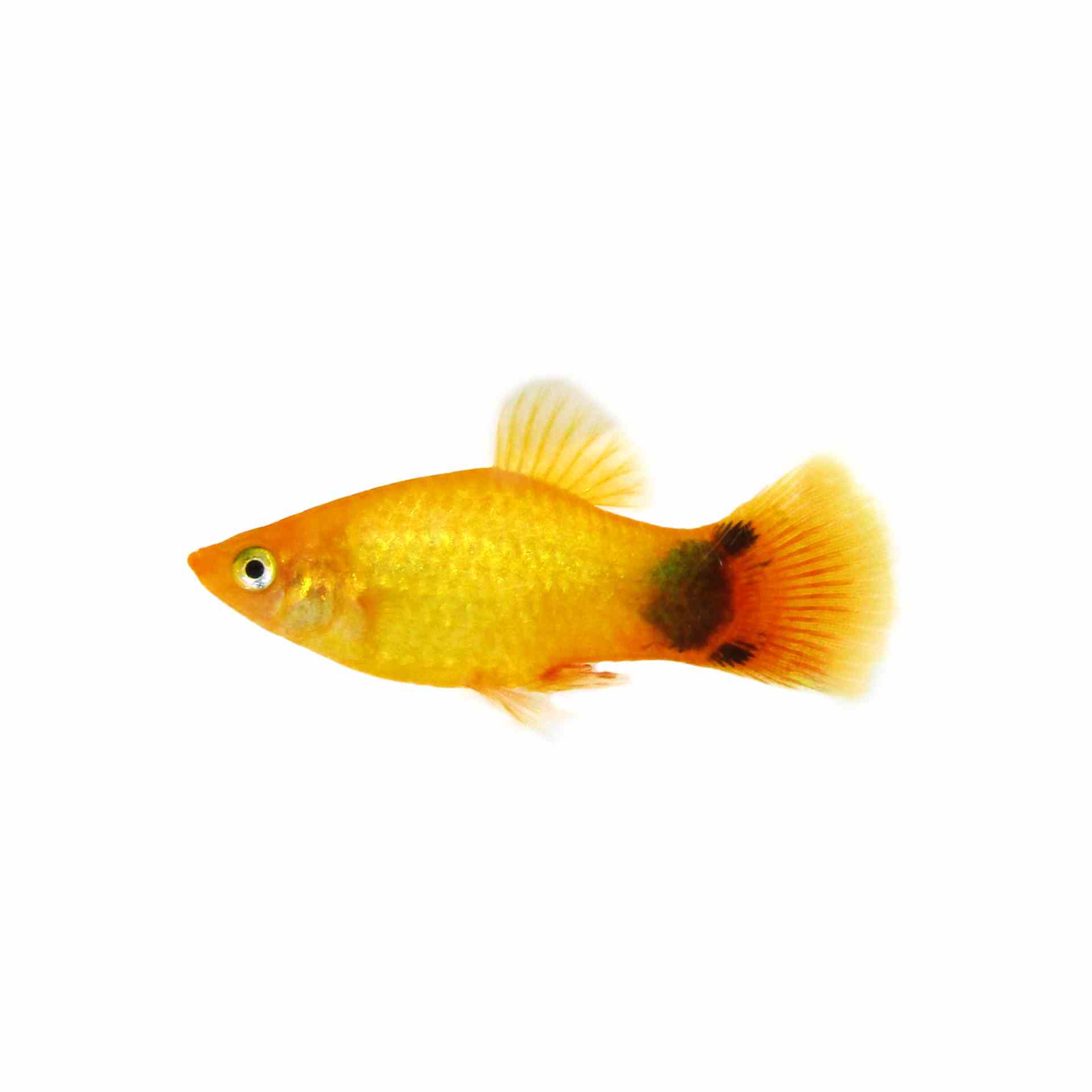 Mickey Mouse Gold Platy (4cm)