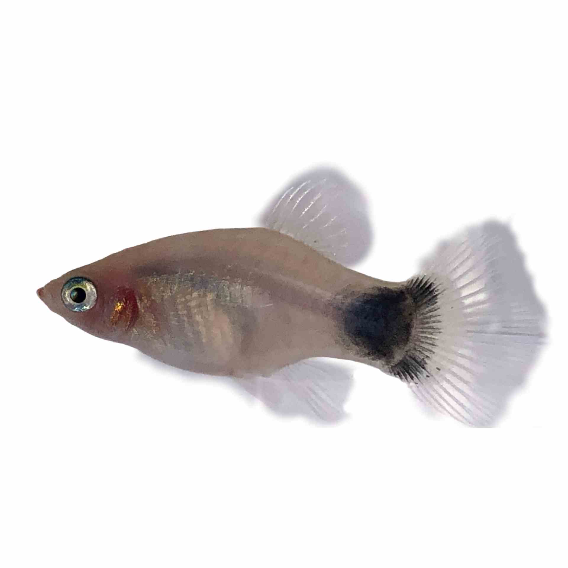 Mickey Mouse White Platy (4cm)