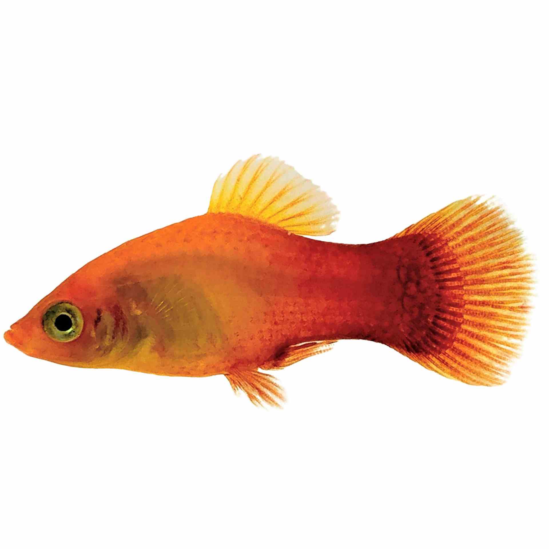 Sunset Platy (4cm)