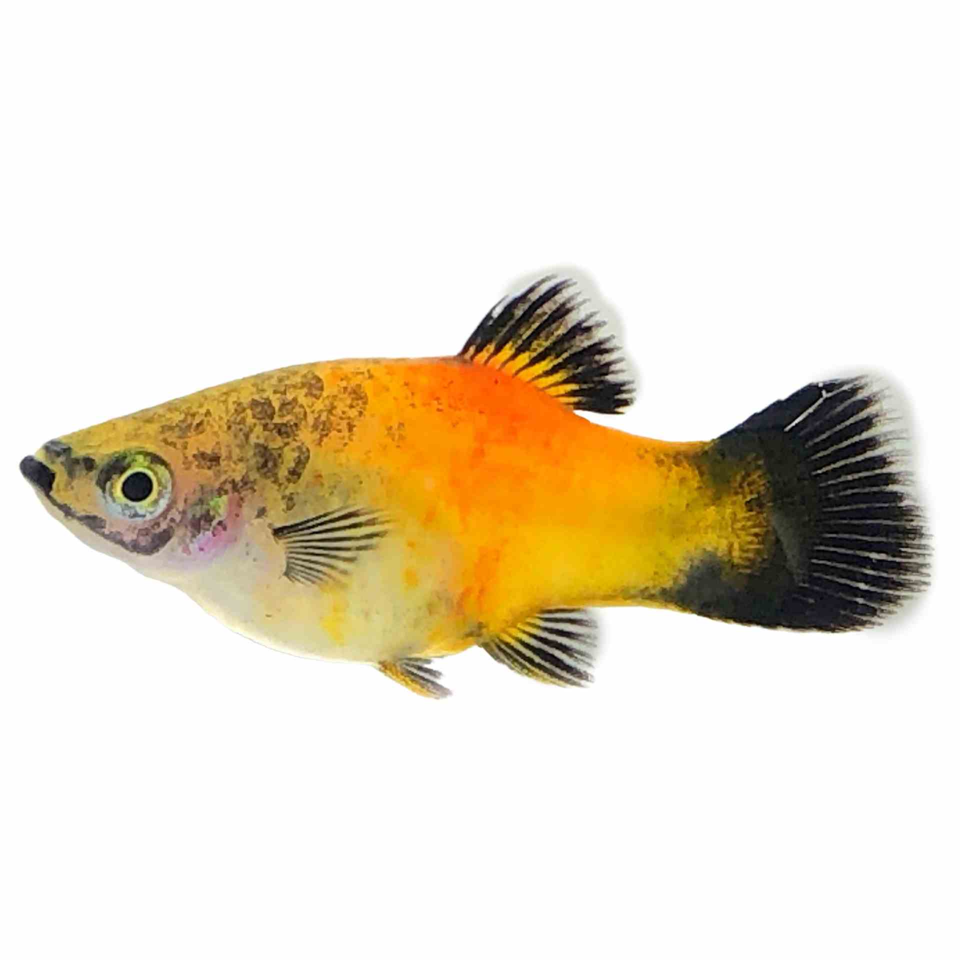 Wagtail Gold Platy (4cm)