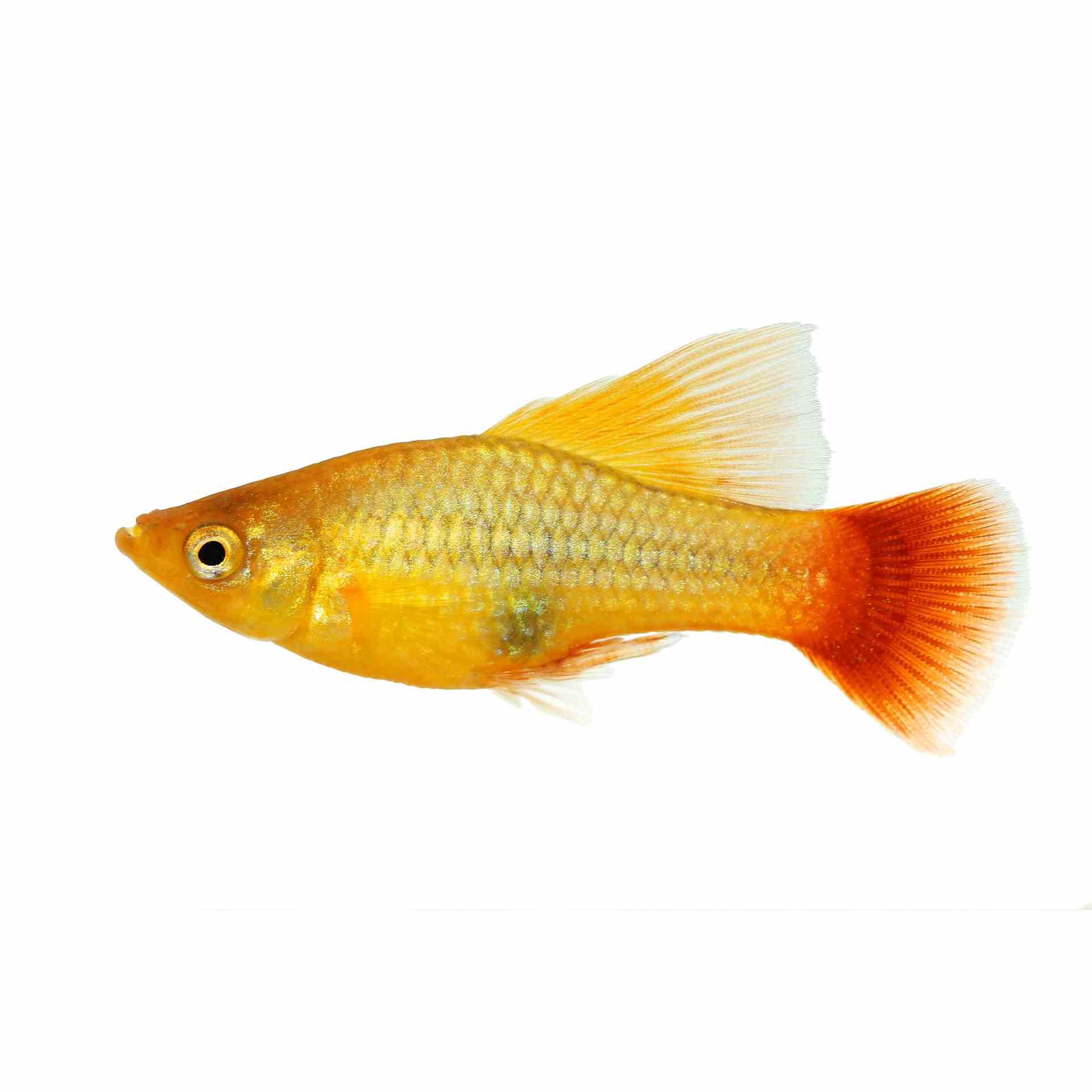 Assorted Hi-fin Platy (4cm)