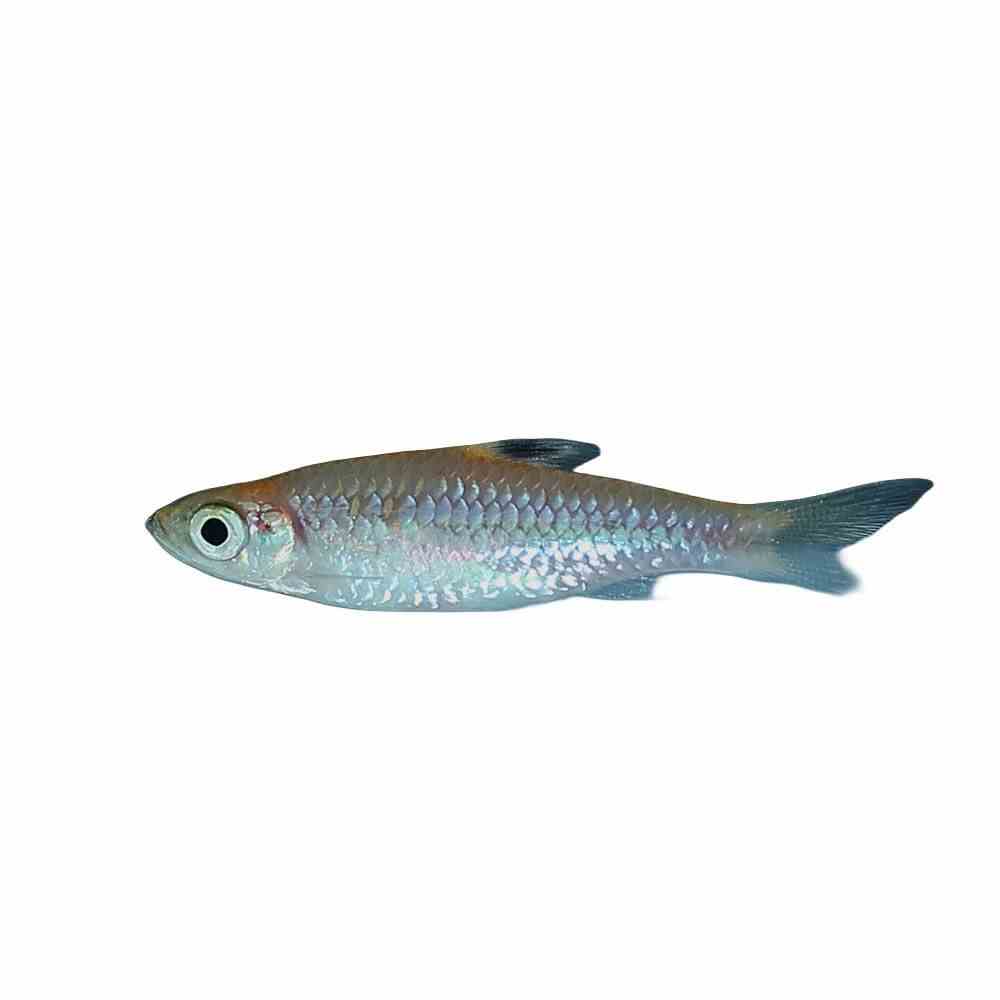 Emerald Eye Rasbora (3cm)