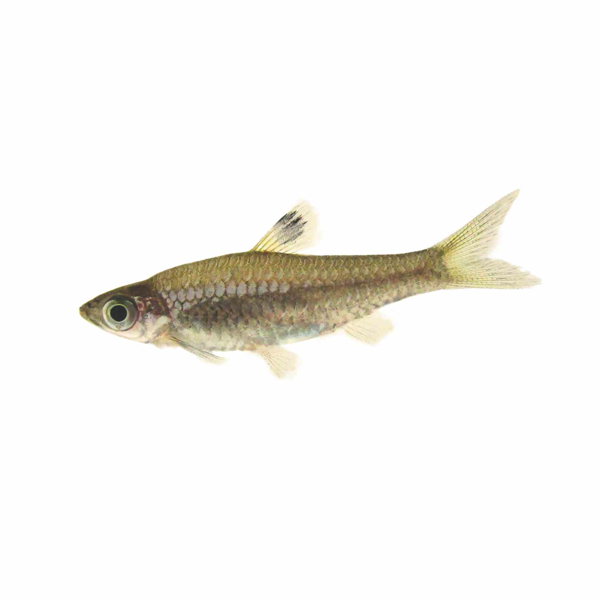 Emerald Eye Rasbora (4cm)