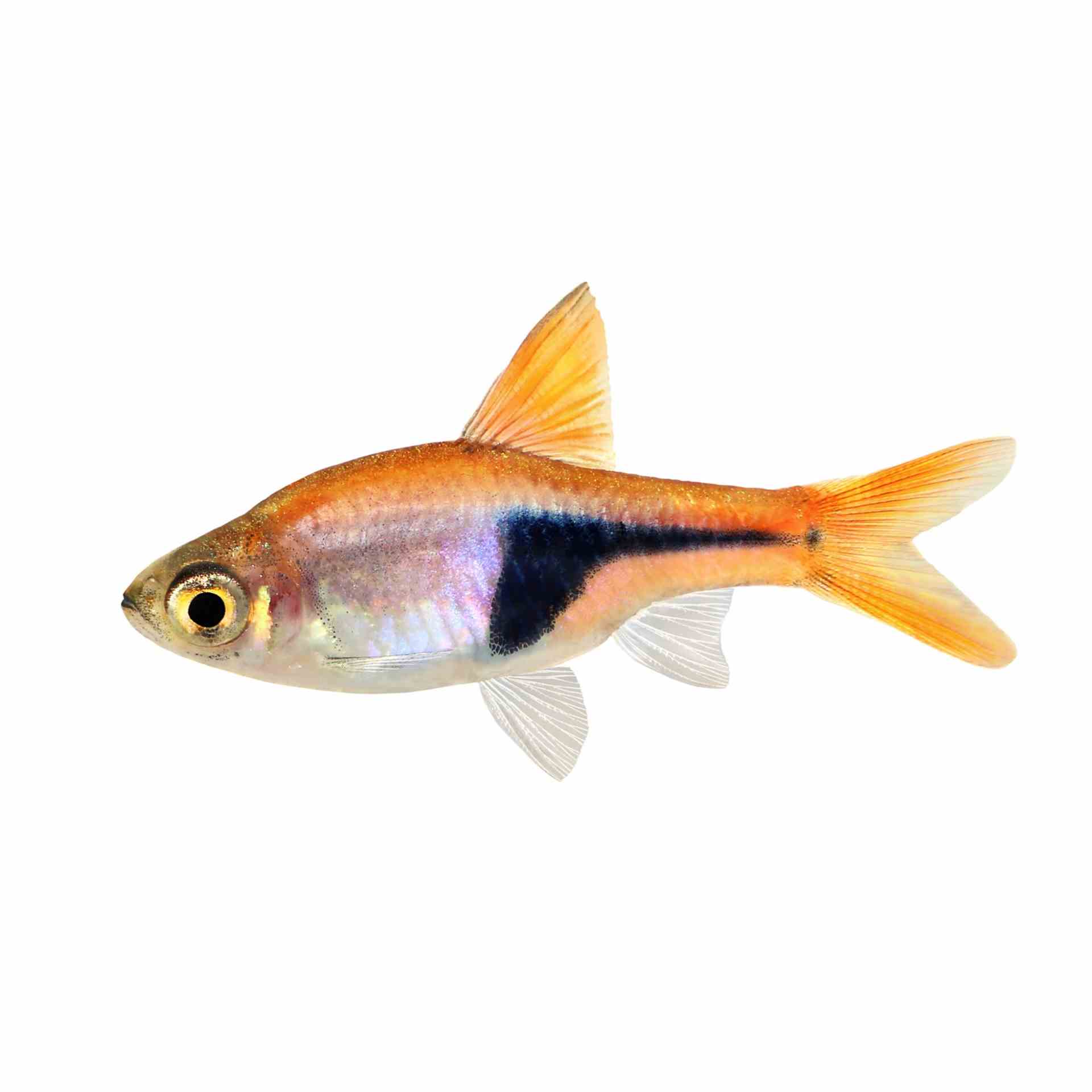 Harlequin Rasbora (3cm)
