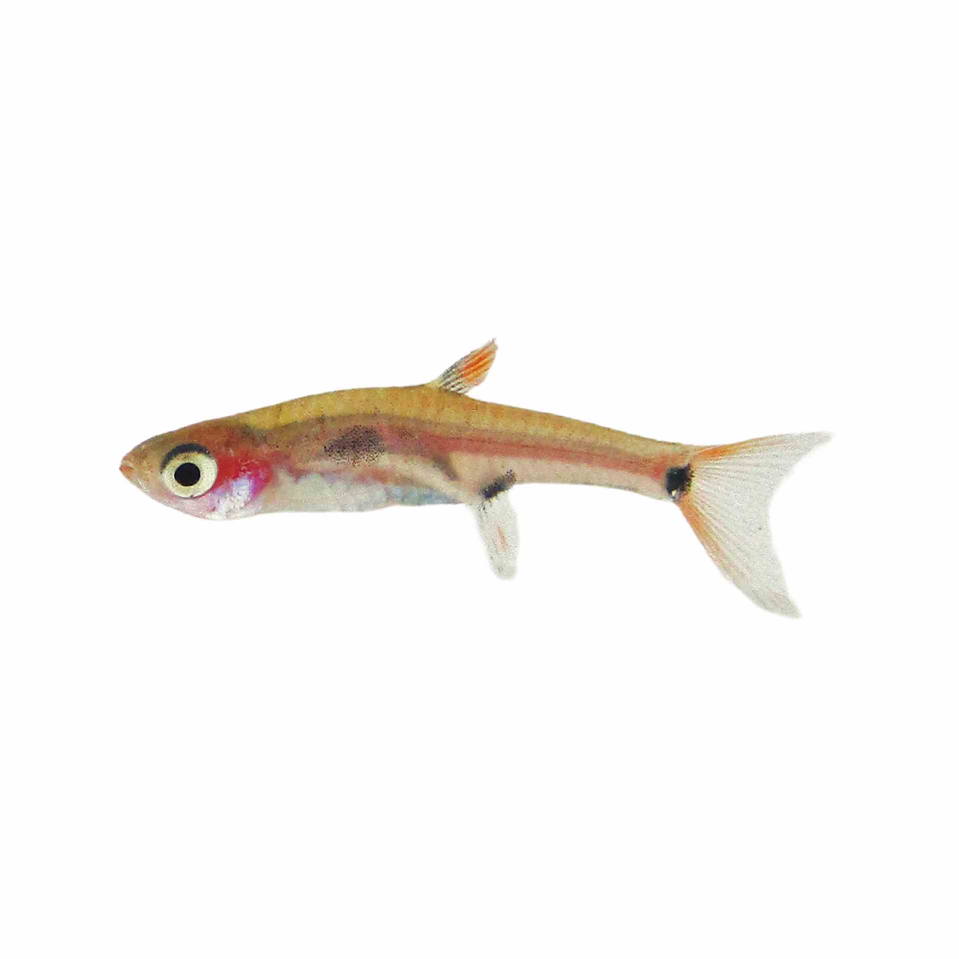 Maculata Rasbora (1cm)