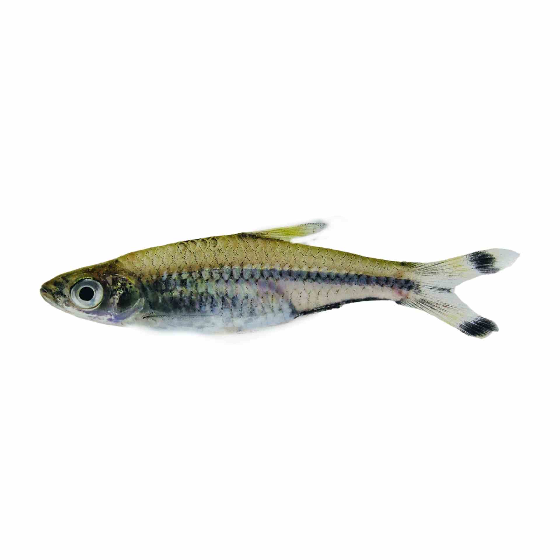 3-4cm Scissortail Black Rasbora (4cm)