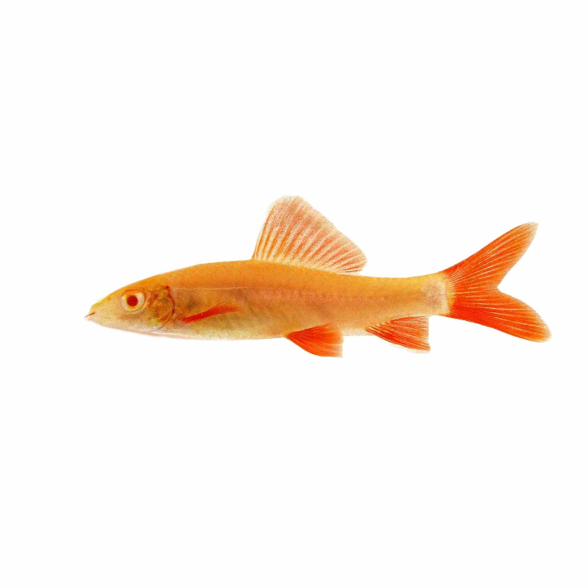 Golden Shark (5cm)