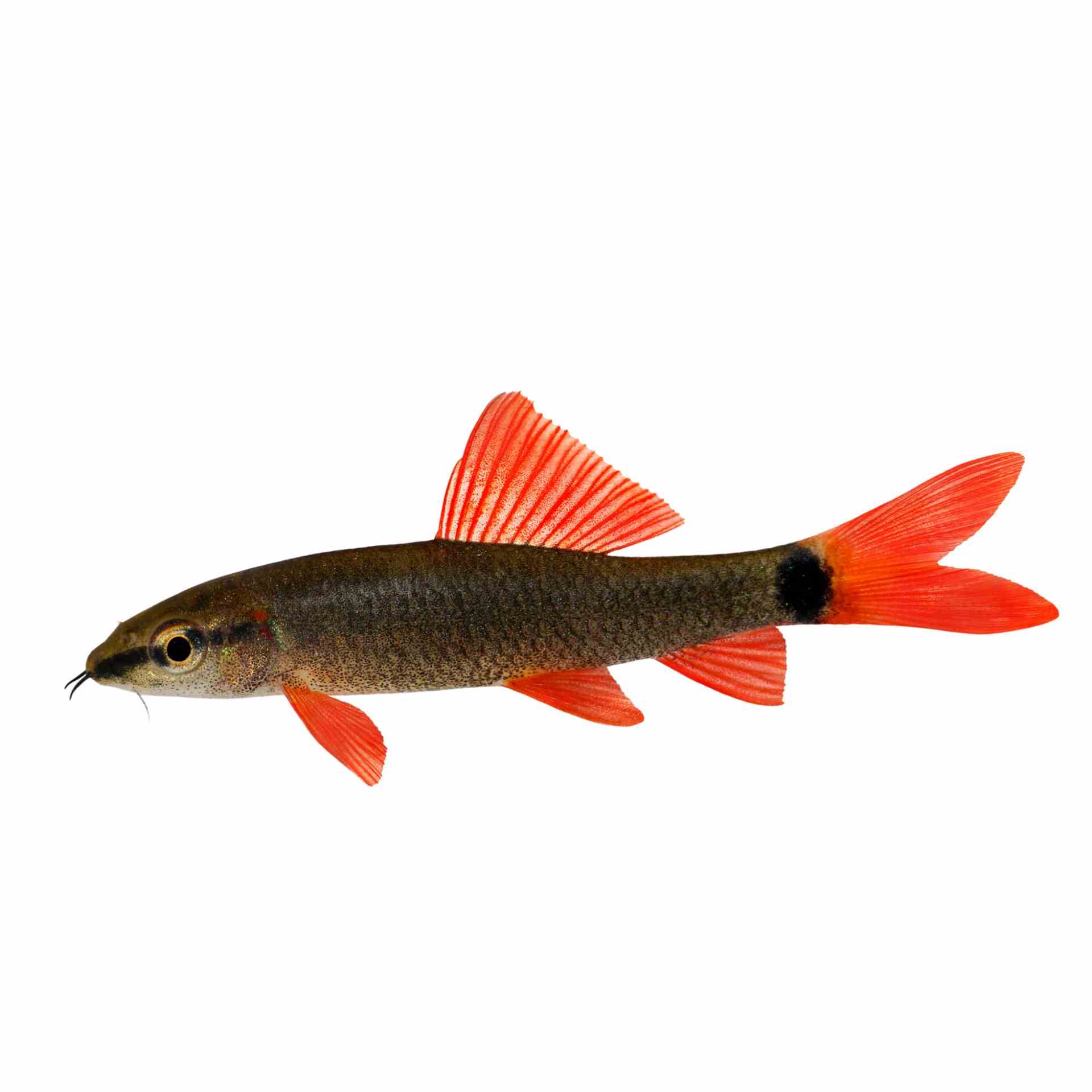 Rainbow Shark (5cm)