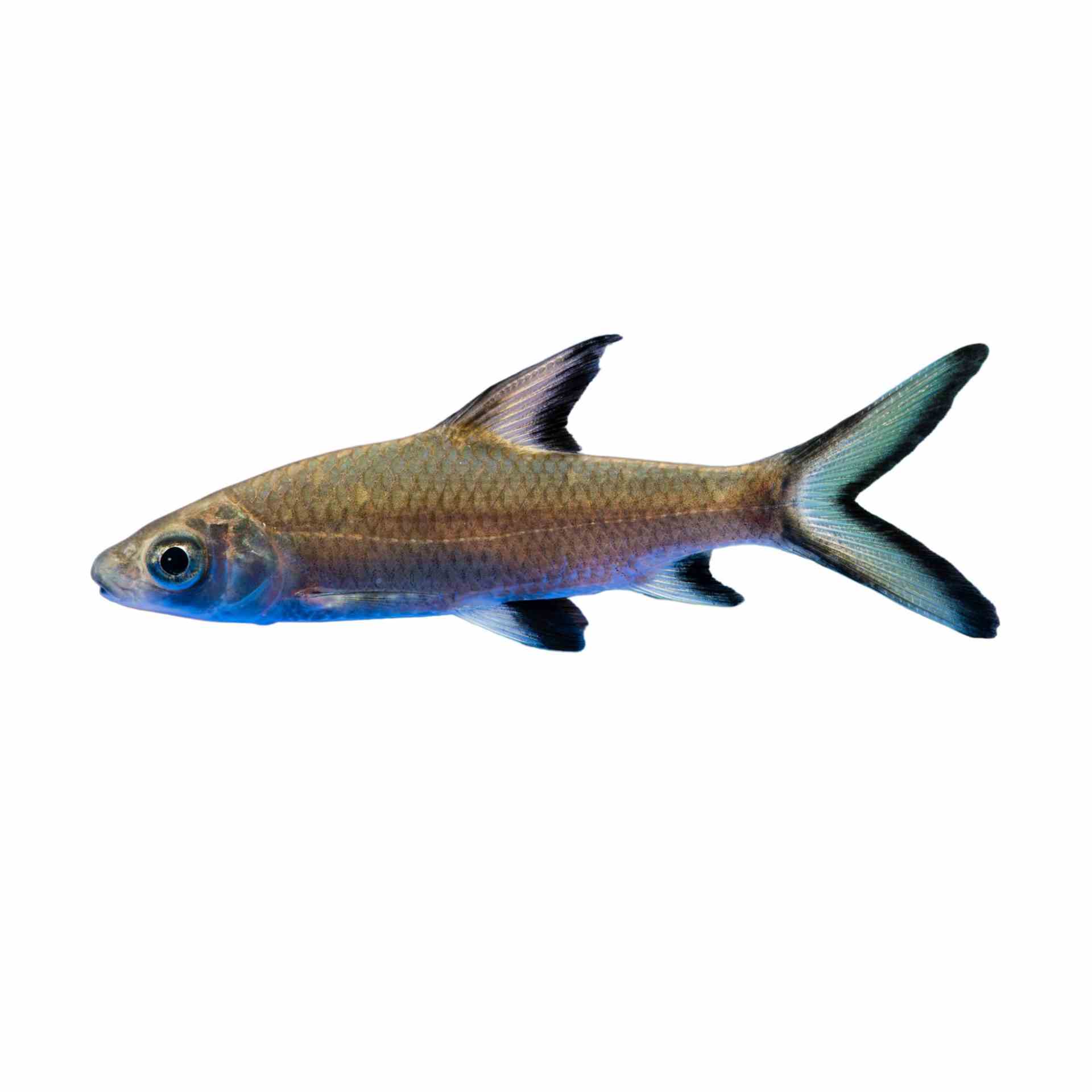 Silver Shark (12cm)