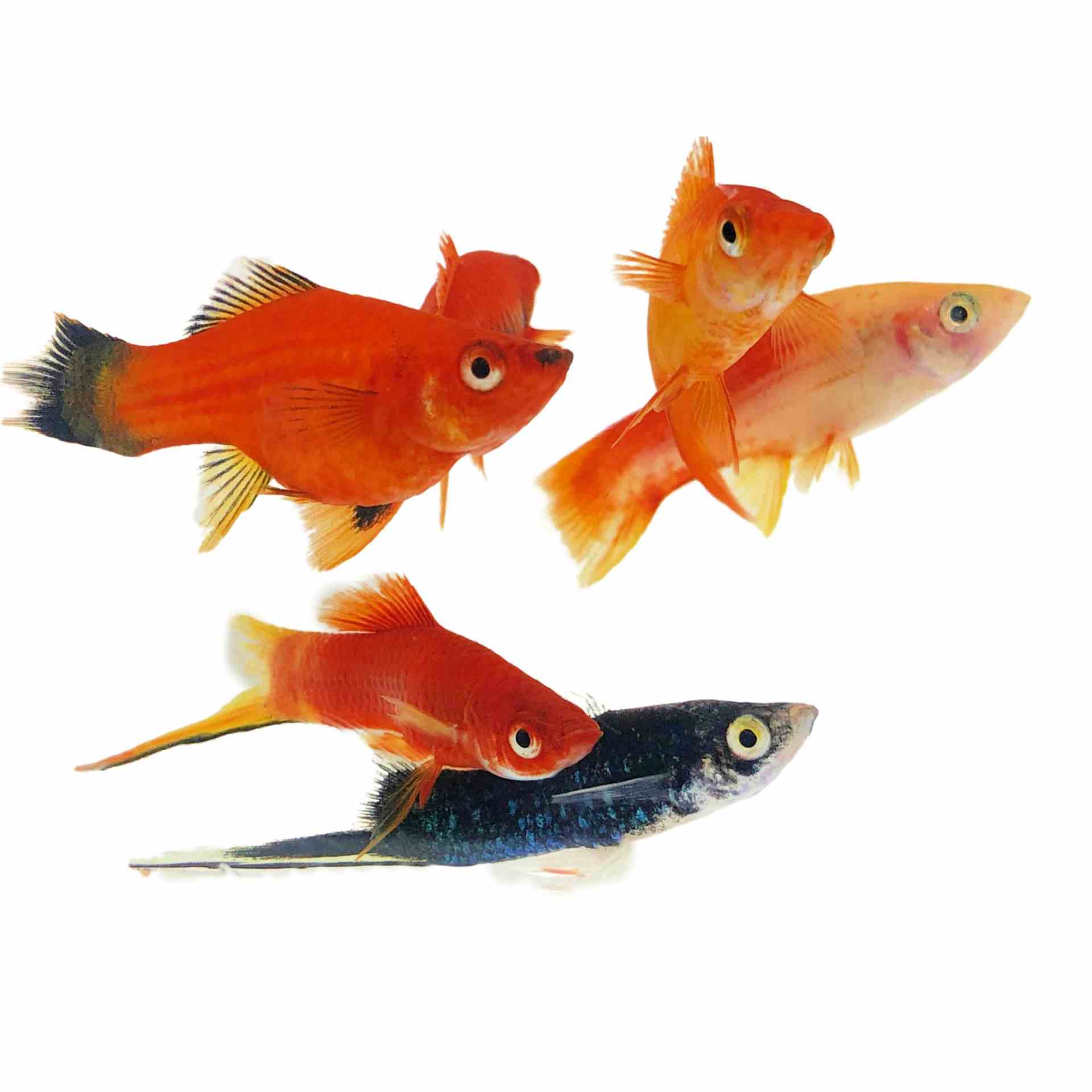 Assorted Swordtail (5cm)