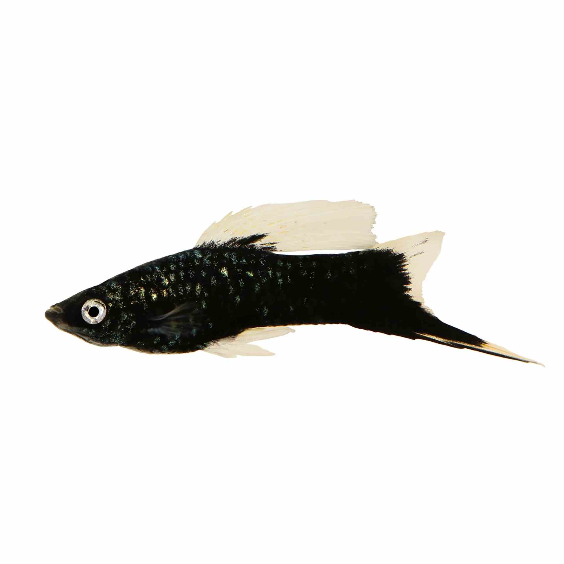 Black Swordtail (5cm)