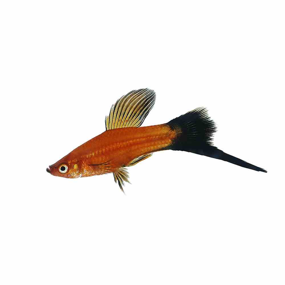 Assorted Lyretail Swordtail (5cm)