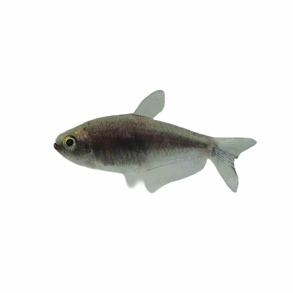 Black Emperor Tetra (3-4cm) (3cm)