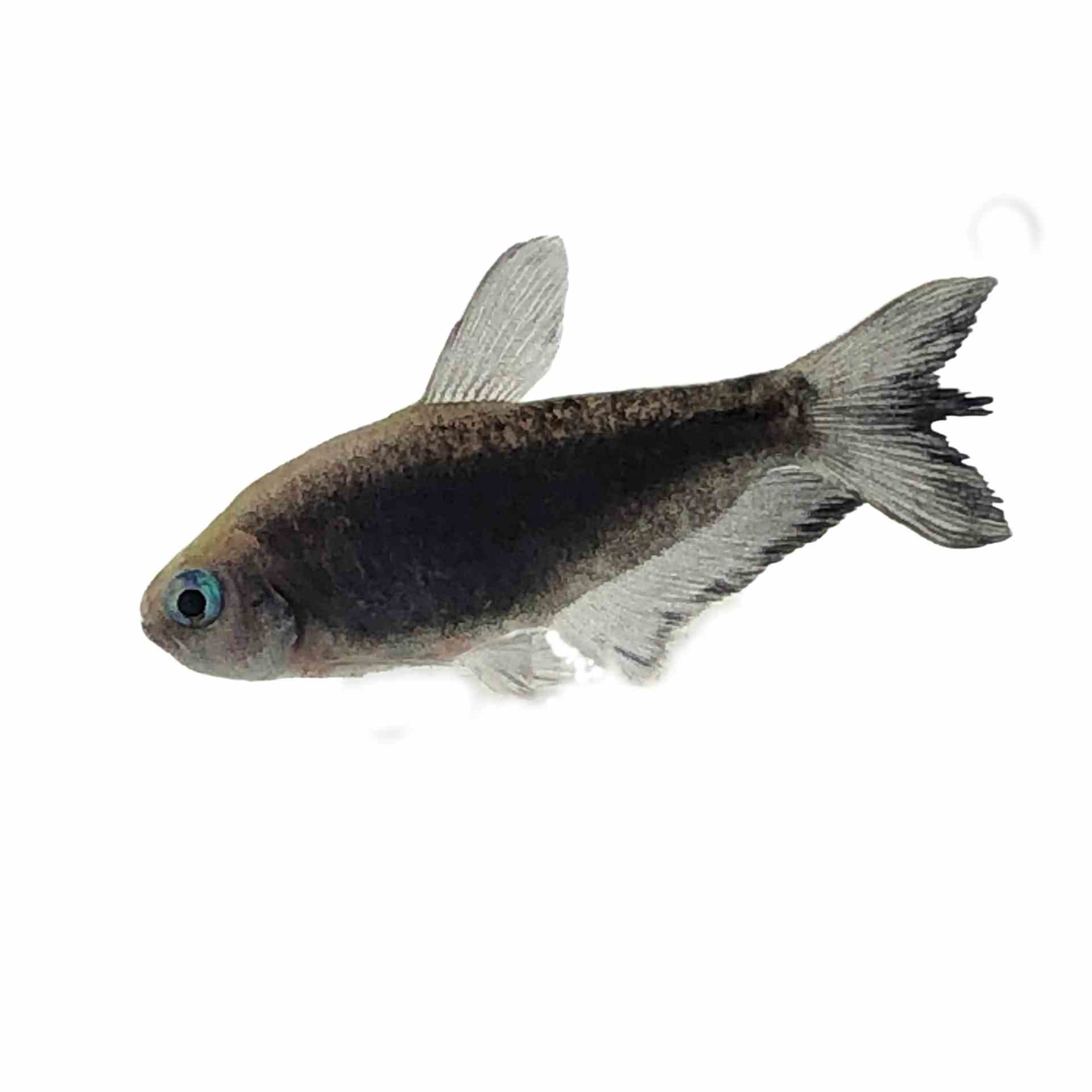 Black Emperor Tetra (3cm)