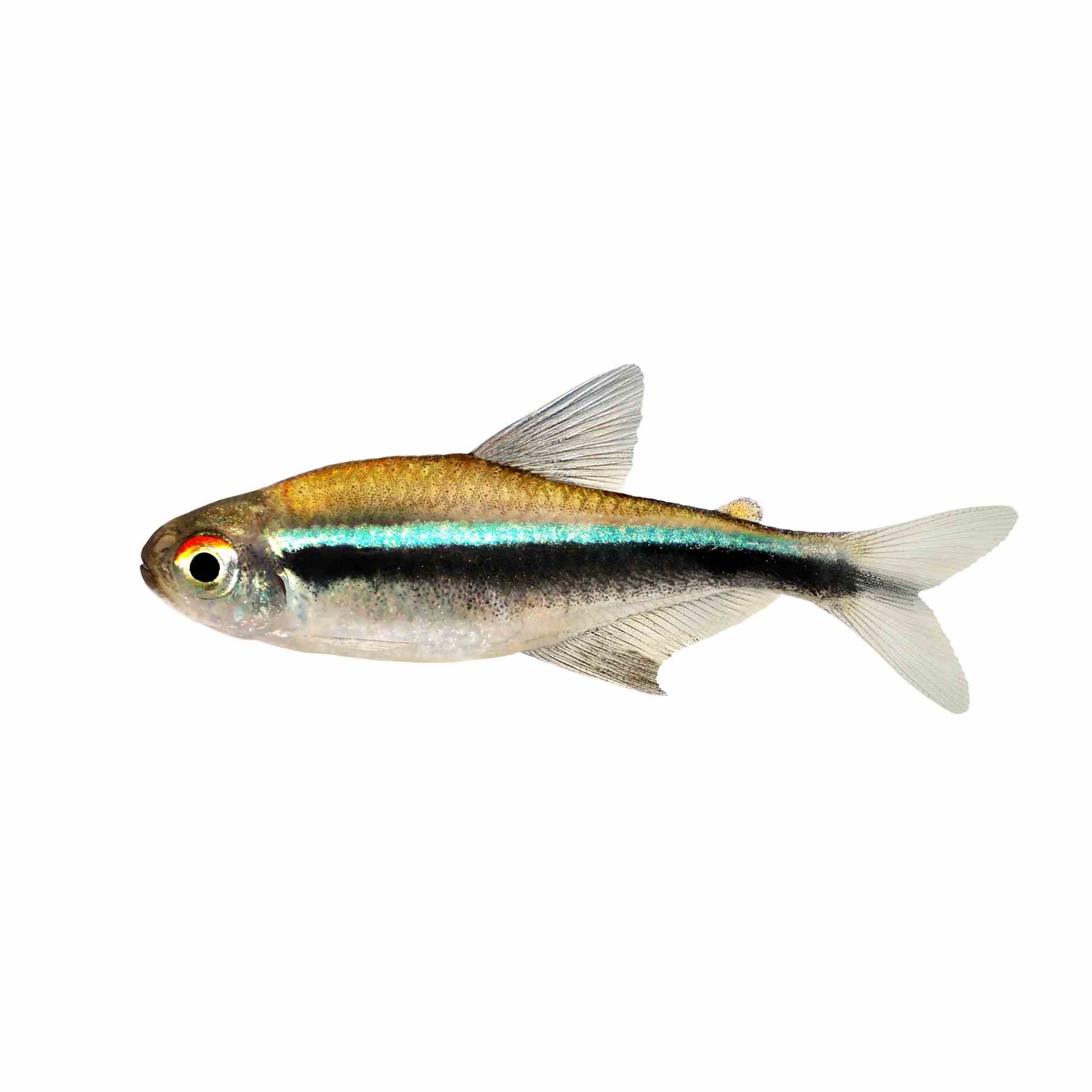 Black Neon Tetra (3cm)