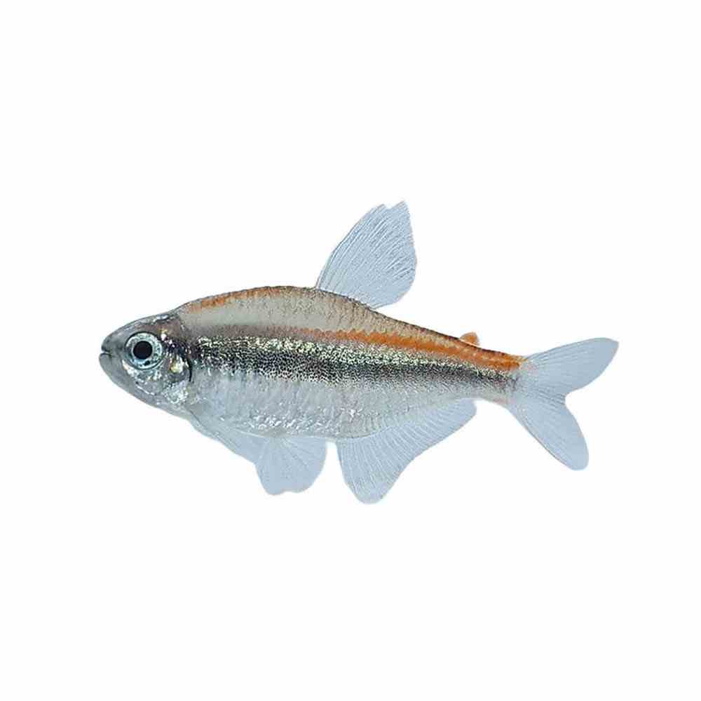 Chocolate Neon Tetra (3cm)