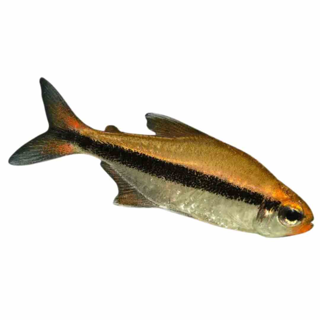 Chocolate Neon Tetra (3cm)