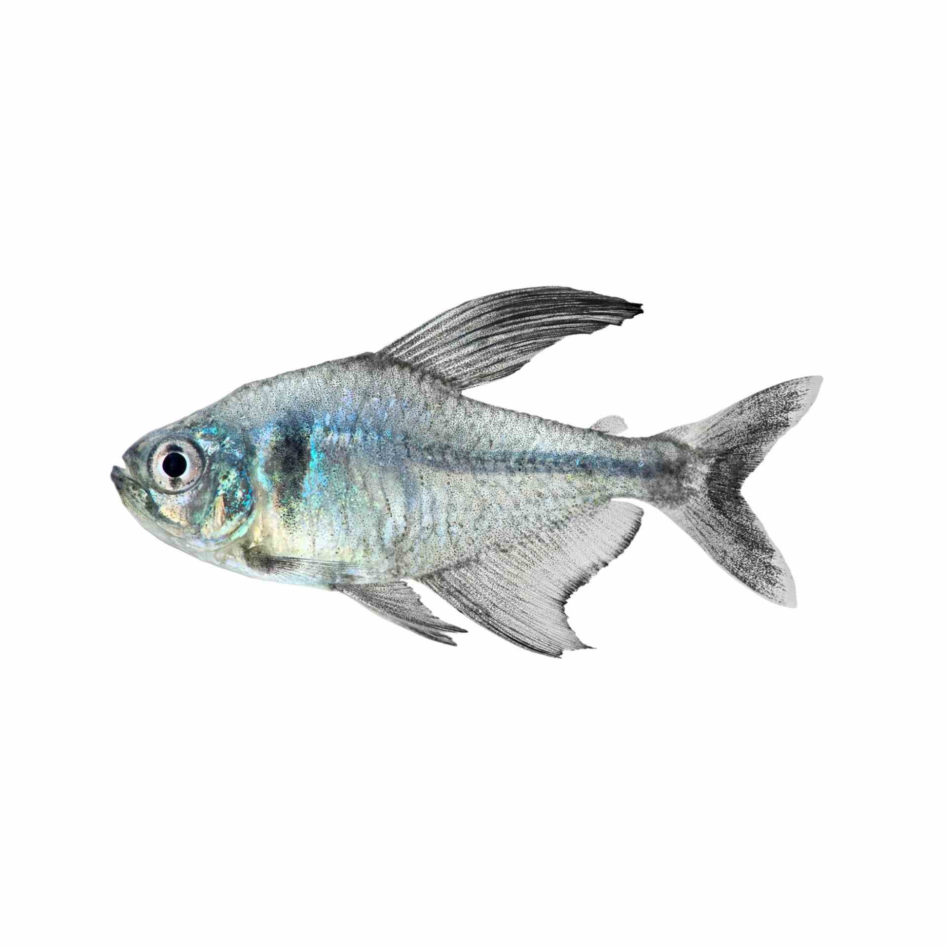 Black Phantom Tetra (3cm)