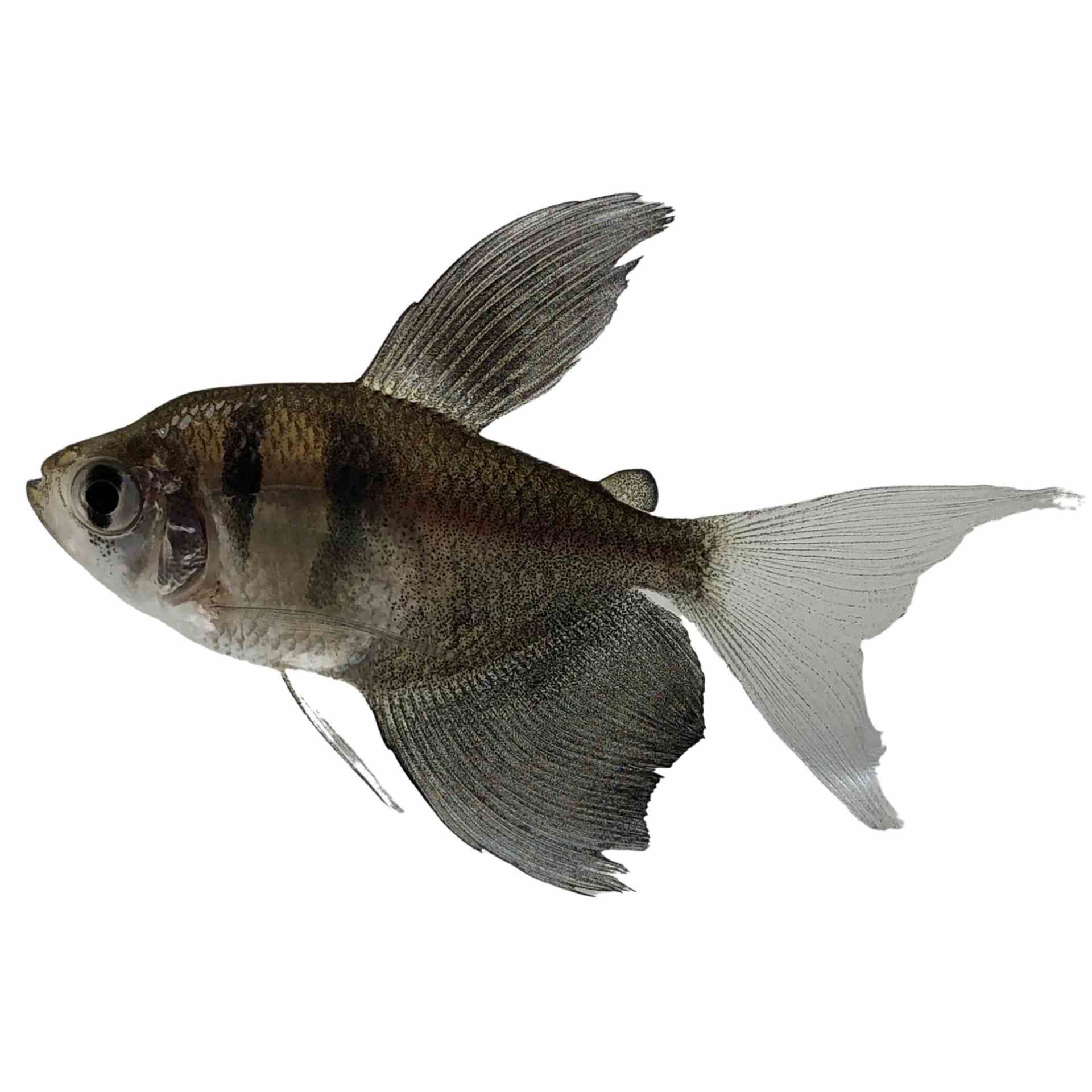 Long Fin Black Widow Tetra (3.5cm)