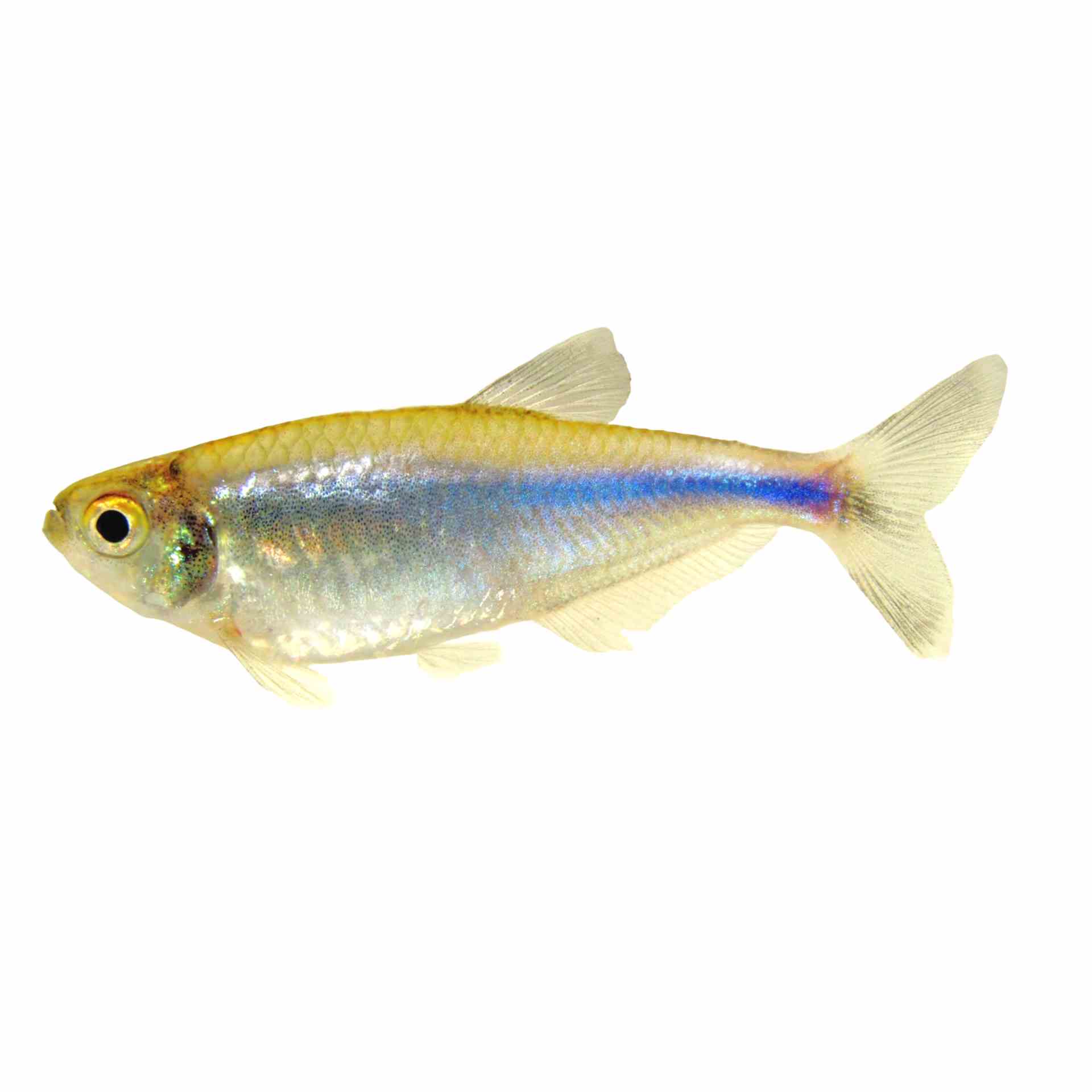 Cochu's Blue Tetra (3cm)