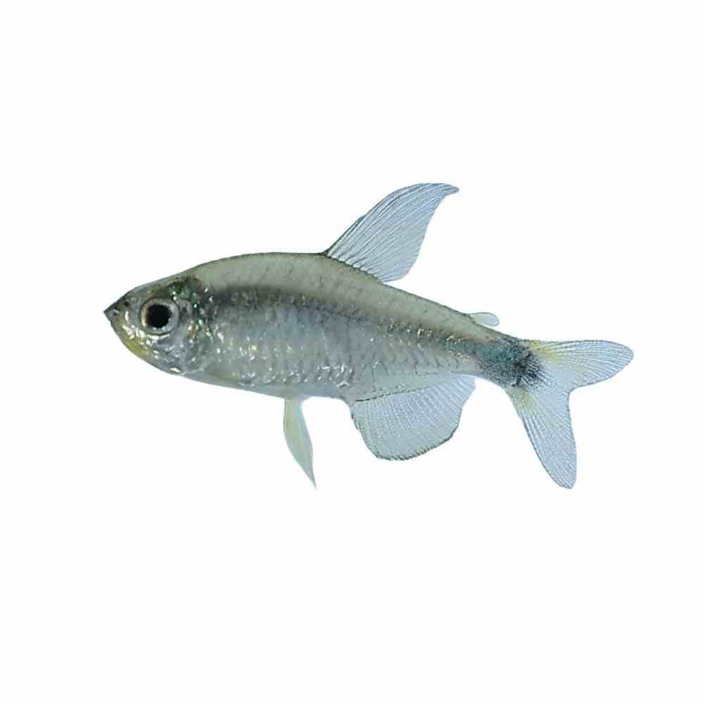 Ceros Tetra (2.5cm)