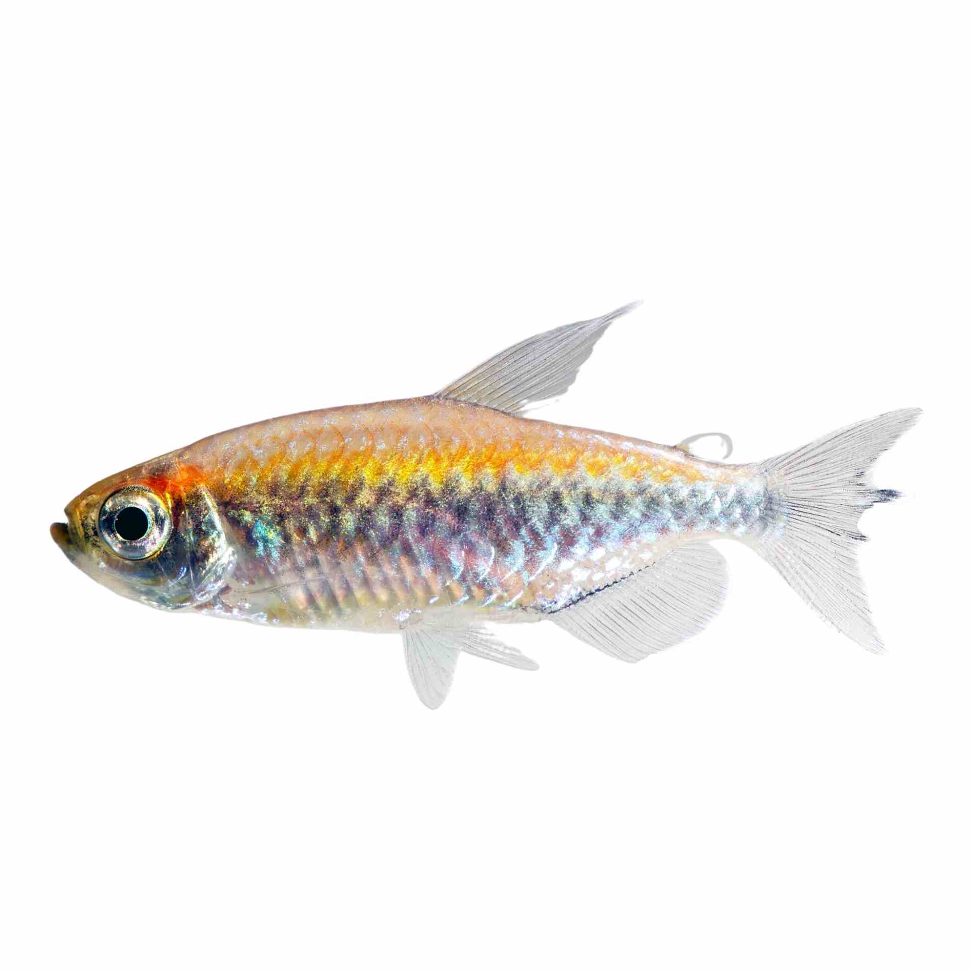 Congo Tetra (4cm)