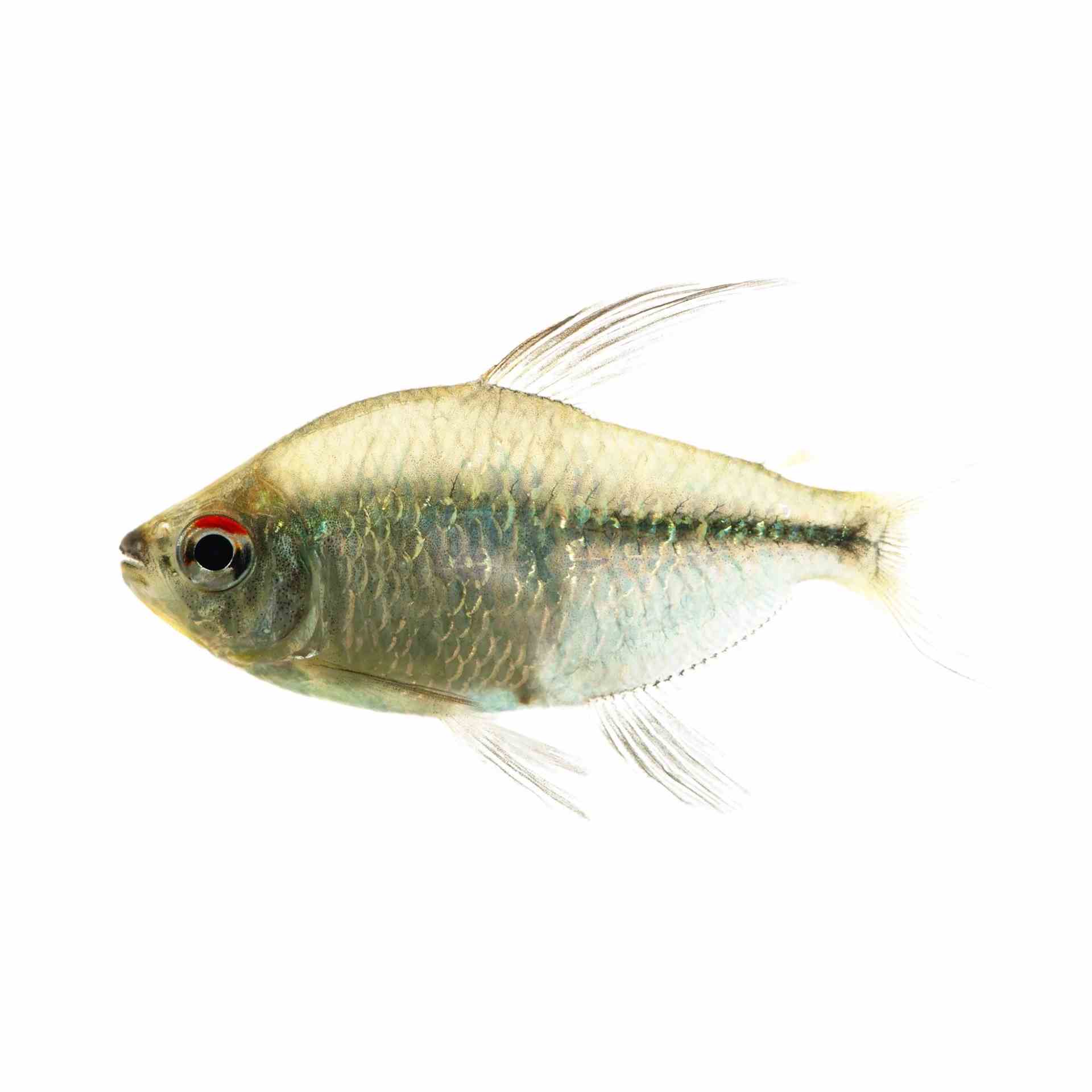 Diamond Tetra (3cm)